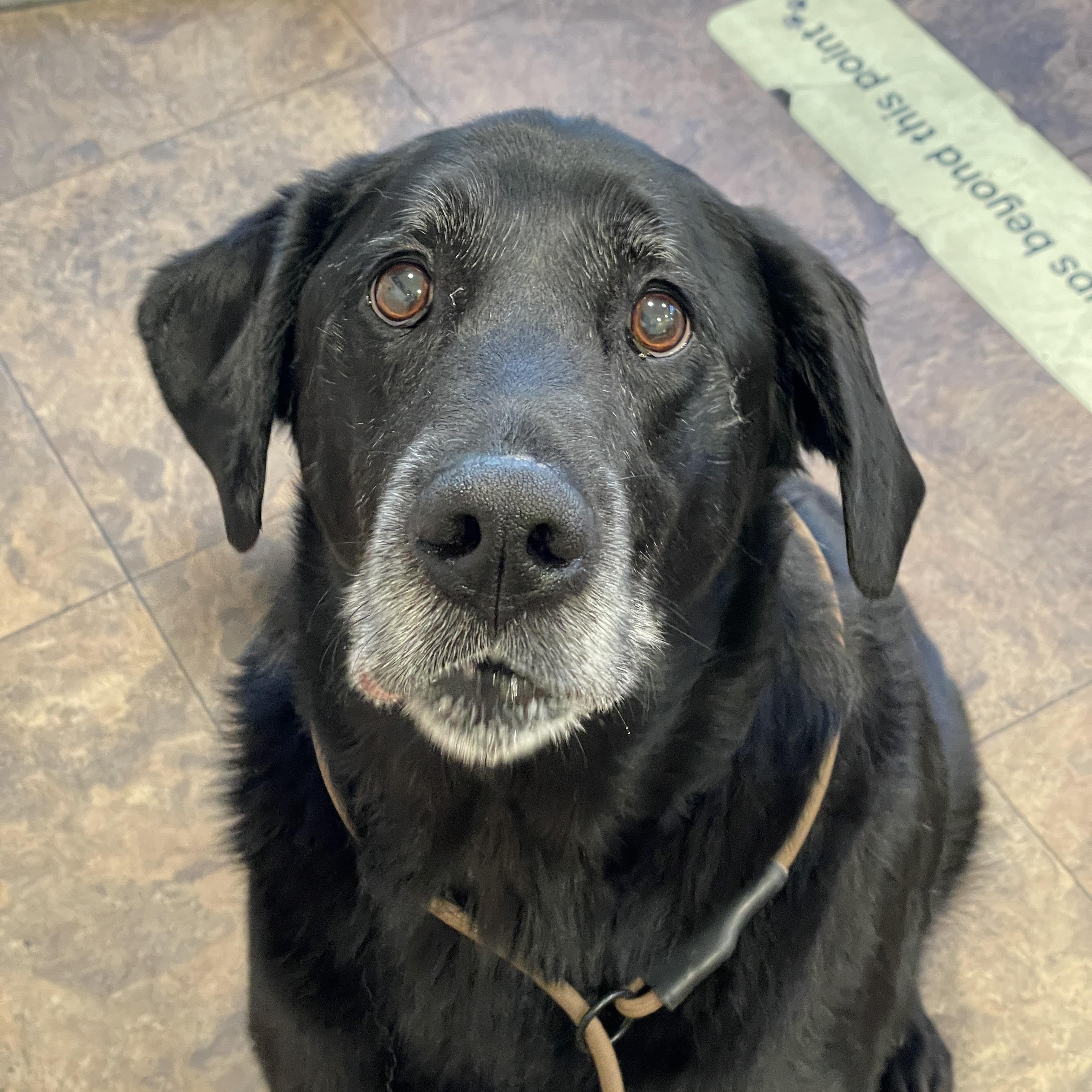 Joon, ADOPTABLE, Senior Female Black Labrador Retriever.