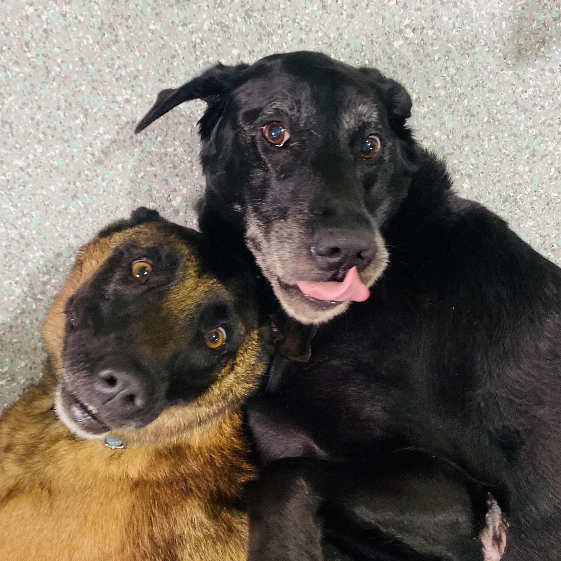 Enlarge Joon, a Adoptable Black Labrador Retriever in Rancho Santa Margarita, CA image 4/6