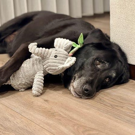 Enlarge Joon, a Adoptable Black Labrador Retriever in Rancho Santa Margarita, CA image 3/6