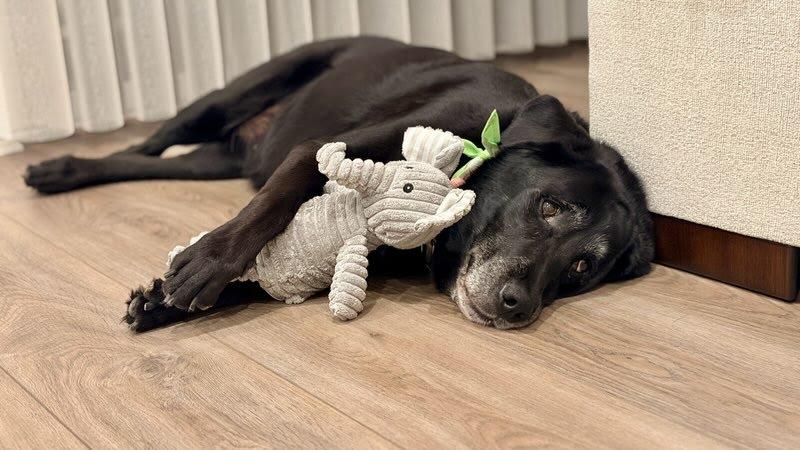 Enlarge Joon, a Adoptable Black Labrador Retriever in Rancho Santa Margarita, CA image 6/6