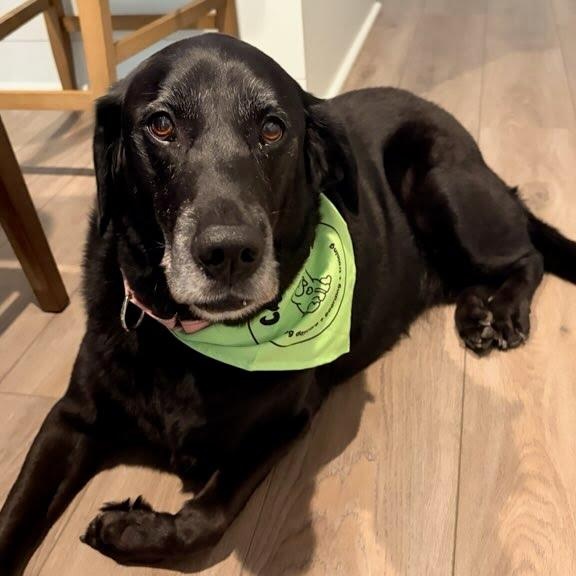 Joon, Adoptable, Senior Female Black Labrador Retriever.