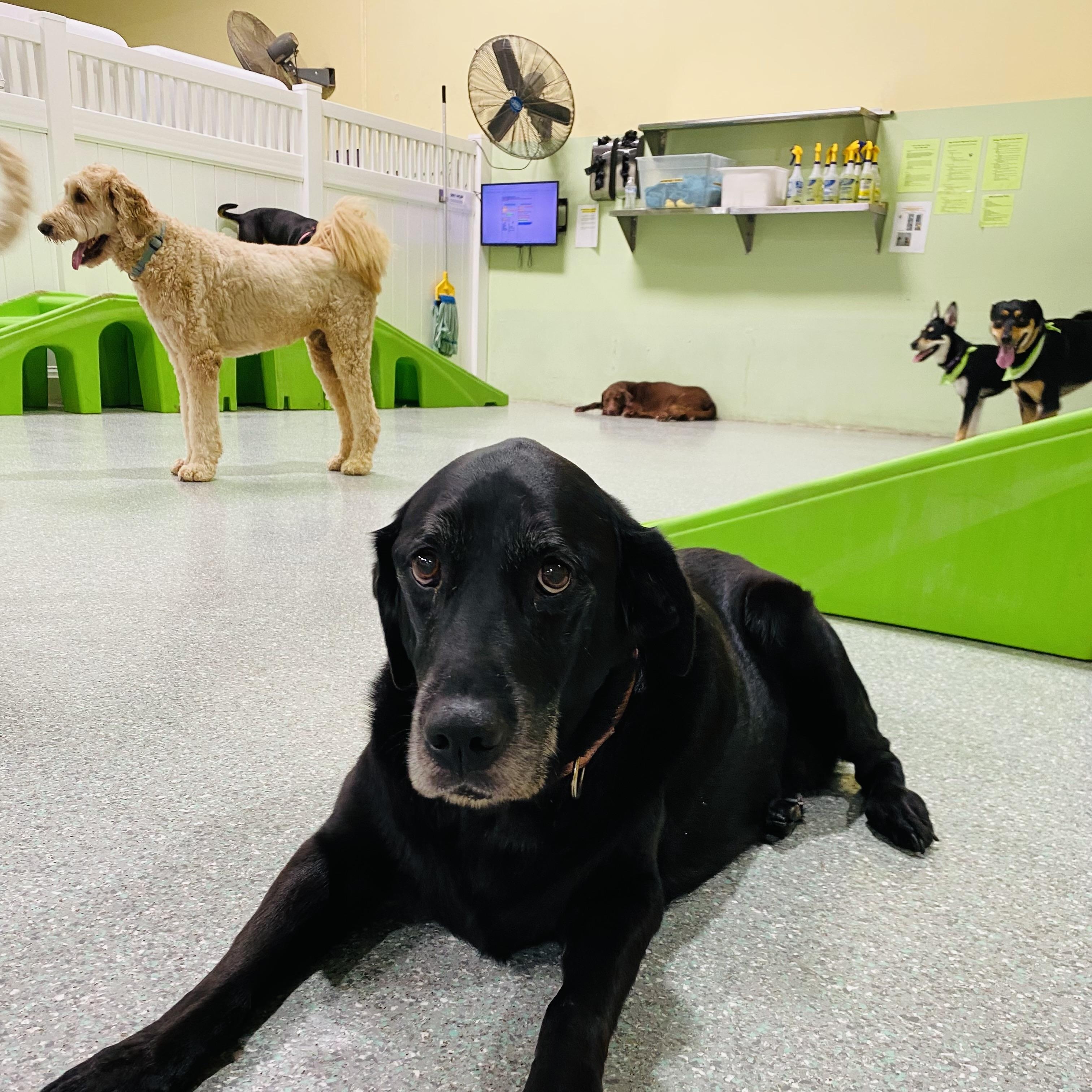 Enlarge Joon, a Adoptable Black Labrador Retriever in Rancho Santa Margarita, CA image 2/6