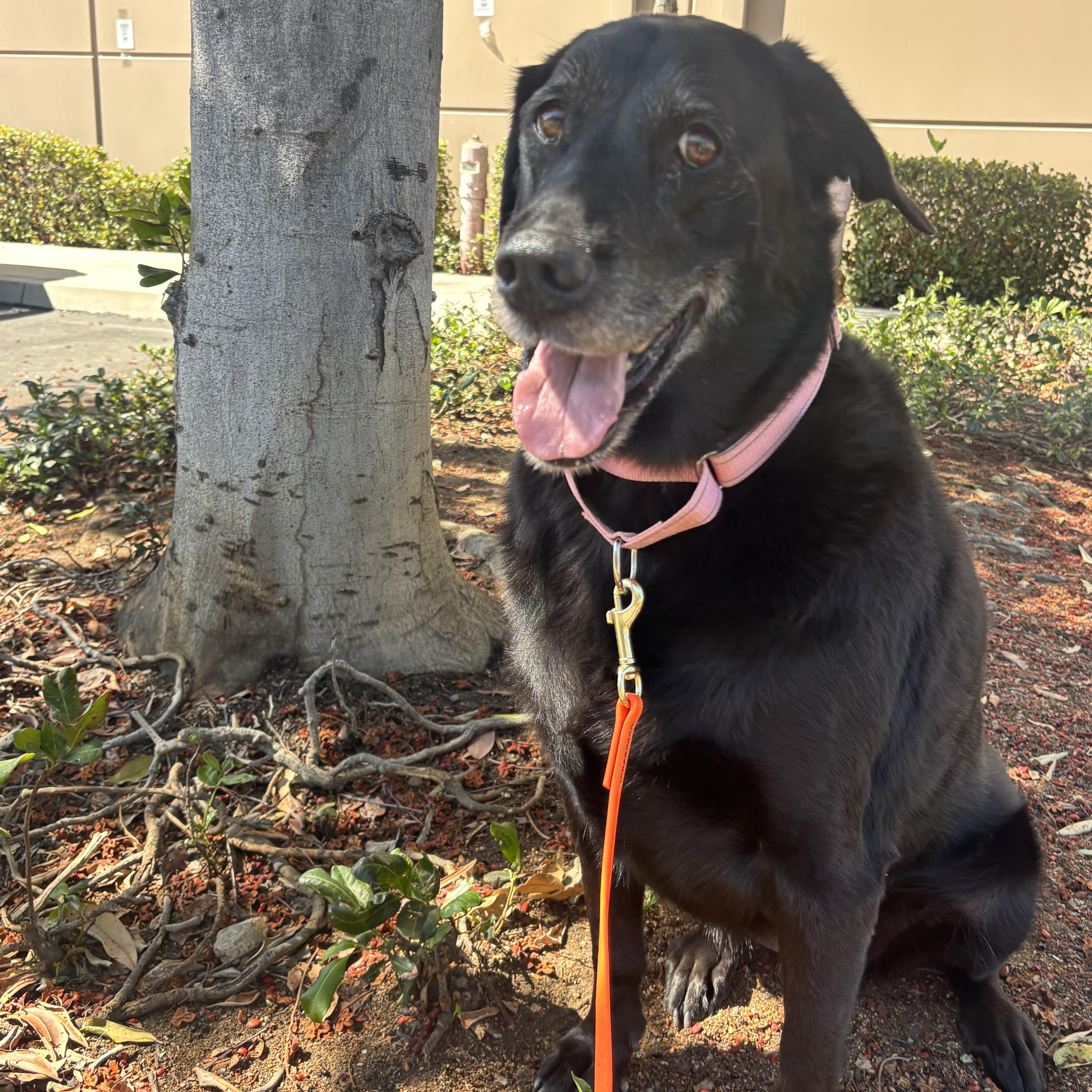 Joon, ADOPTABLE, Senior Female Black Labrador Retriever.