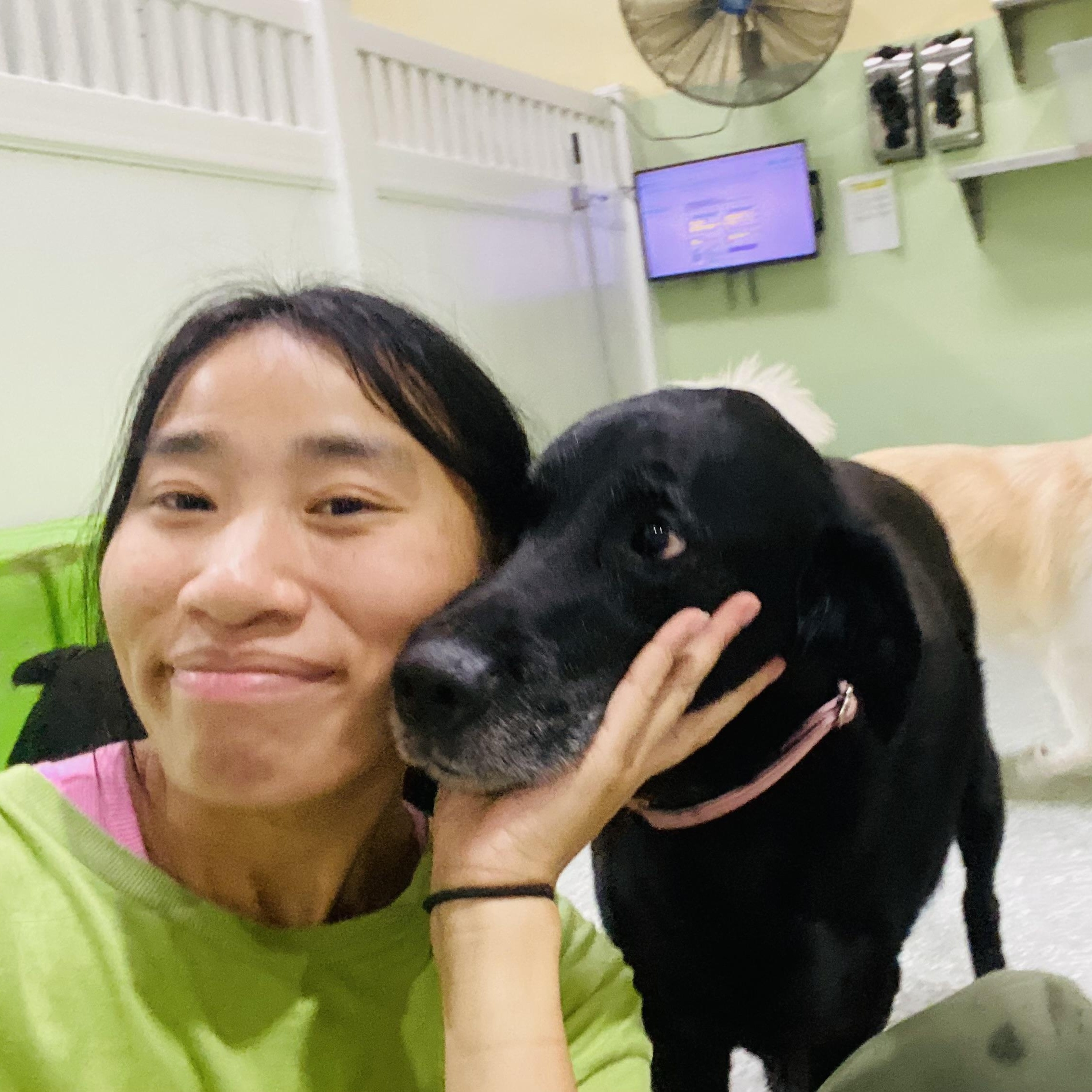 Enlarge Joon, a Adoptable Black Labrador Retriever in Rancho Santa Margarita, CA image 6/6