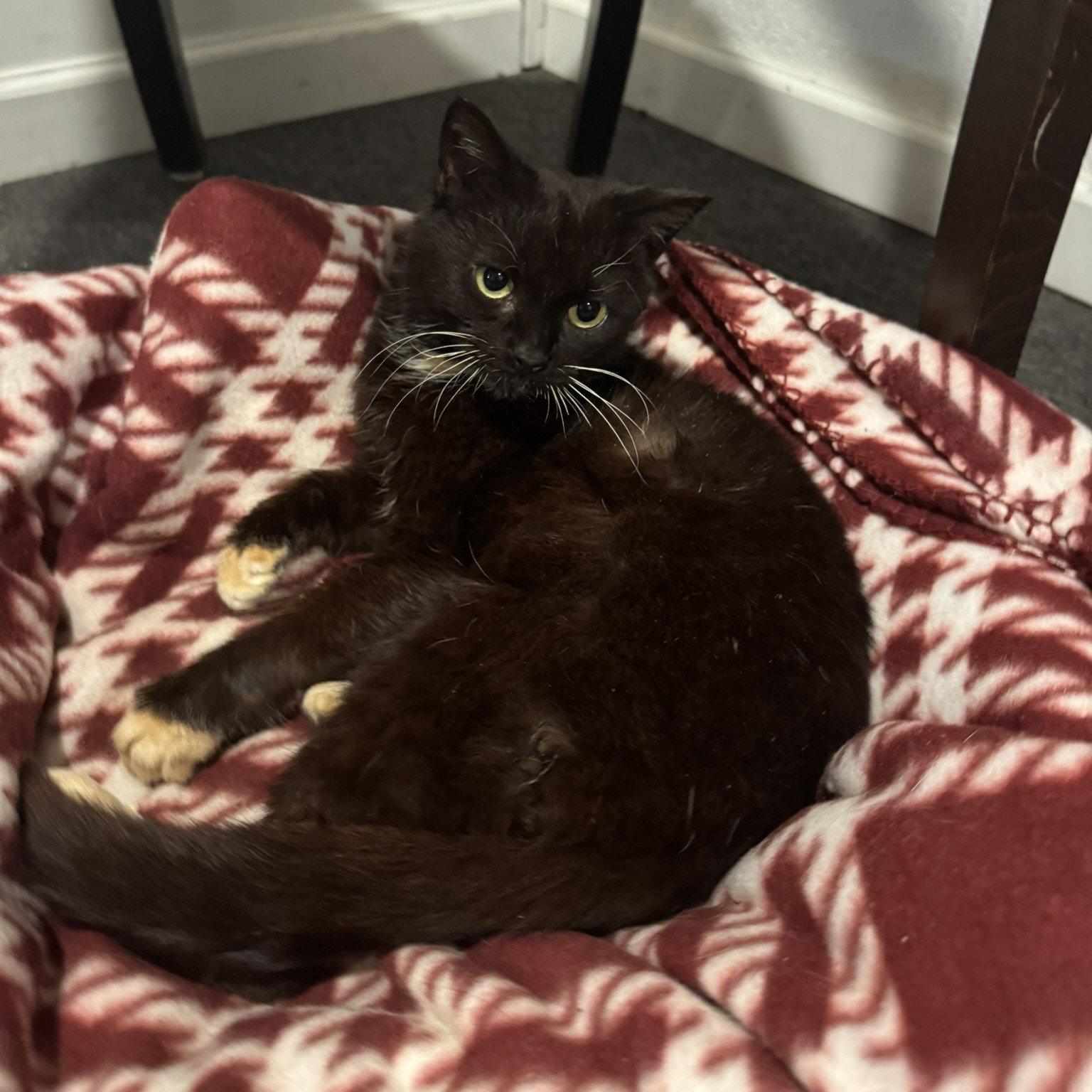 Enlarge Grace, a Adoptable Domestic Medium Hair in Blairsville, GA image 2/2