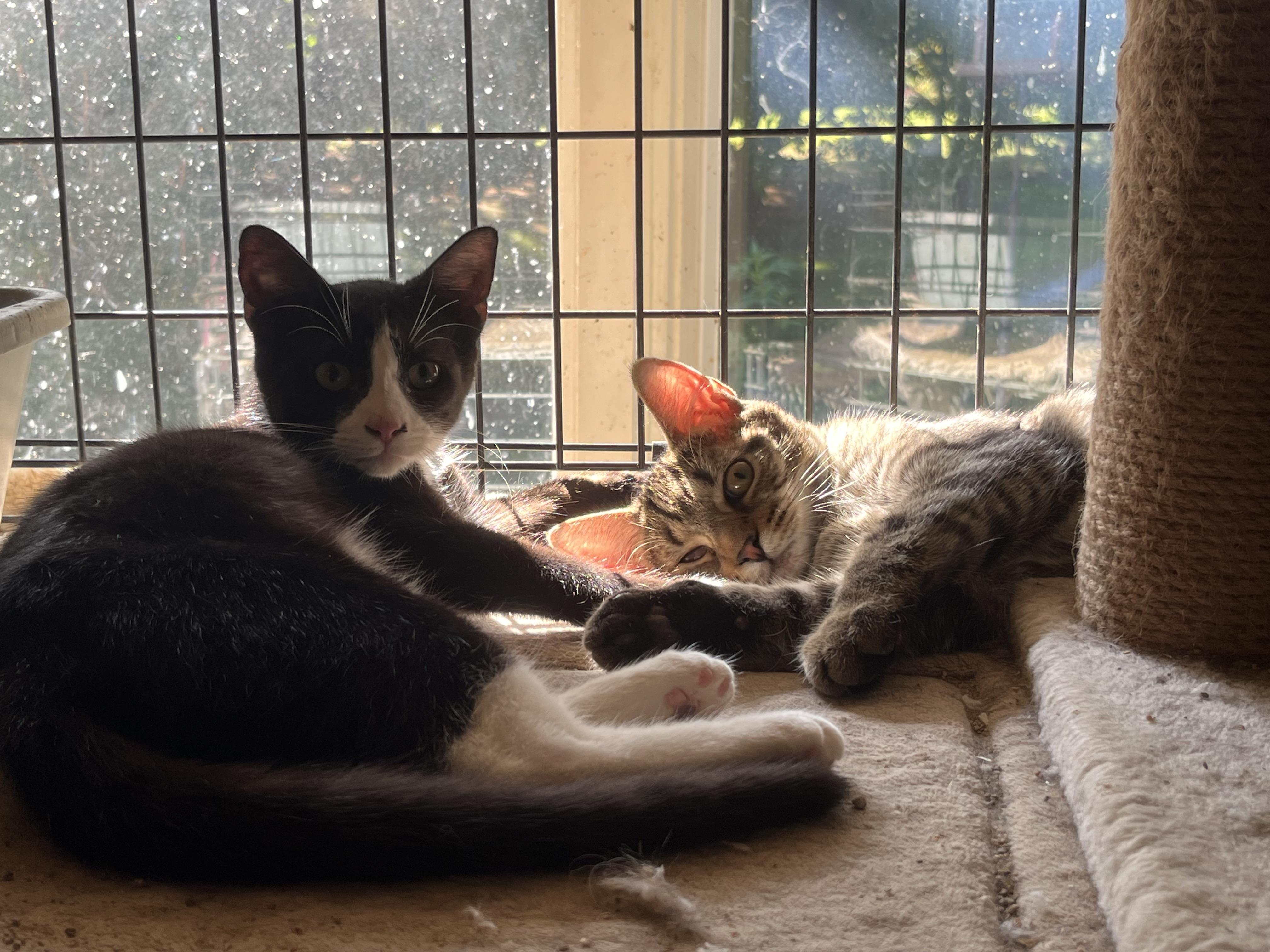 lots of kittens, Adoptable, Kitten Male Domestic Short Hair.