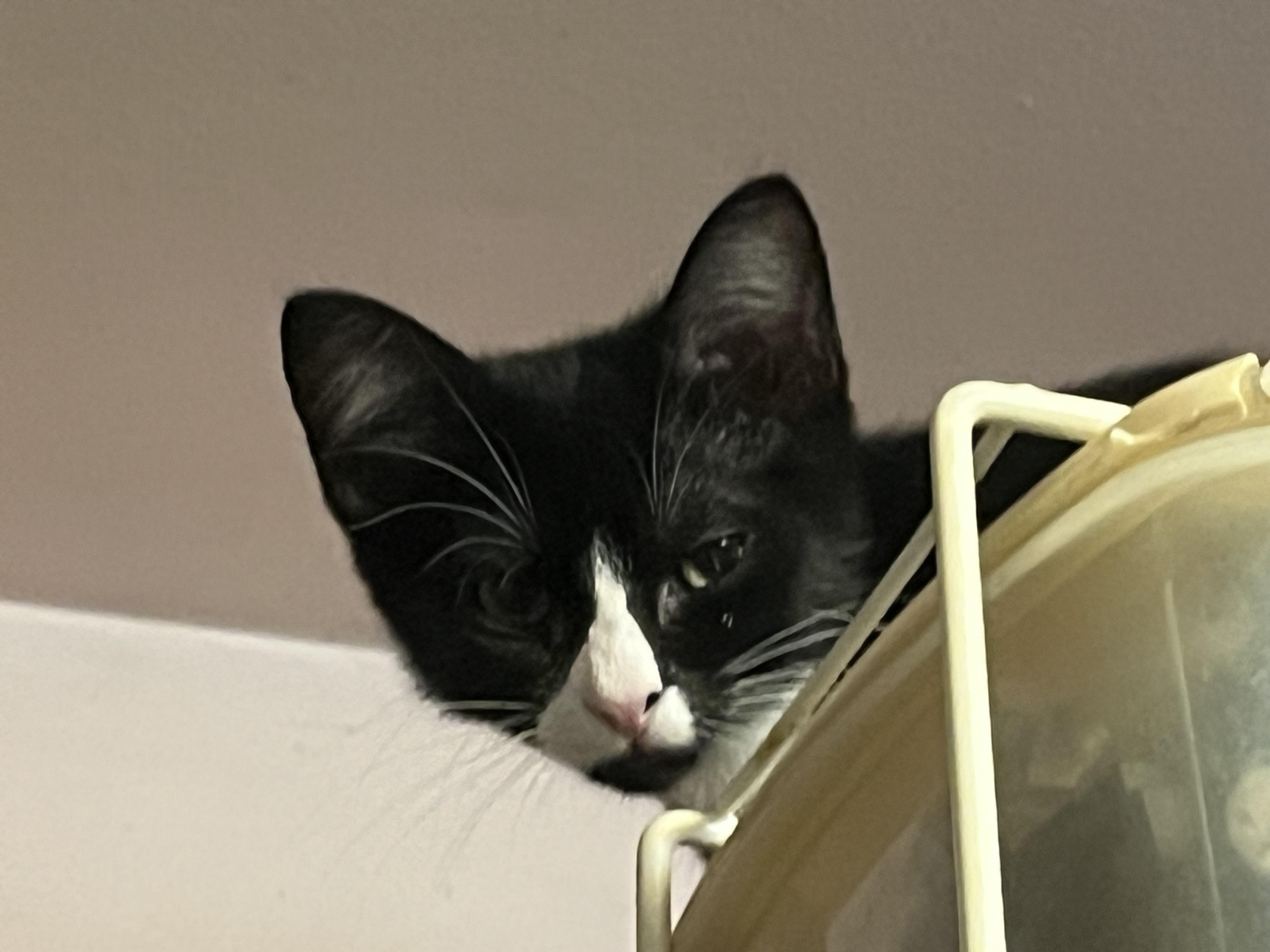 Enlarge lots of kittens, a Adoptable Domestic Short Hair in Mount Airy, MD image 2/5