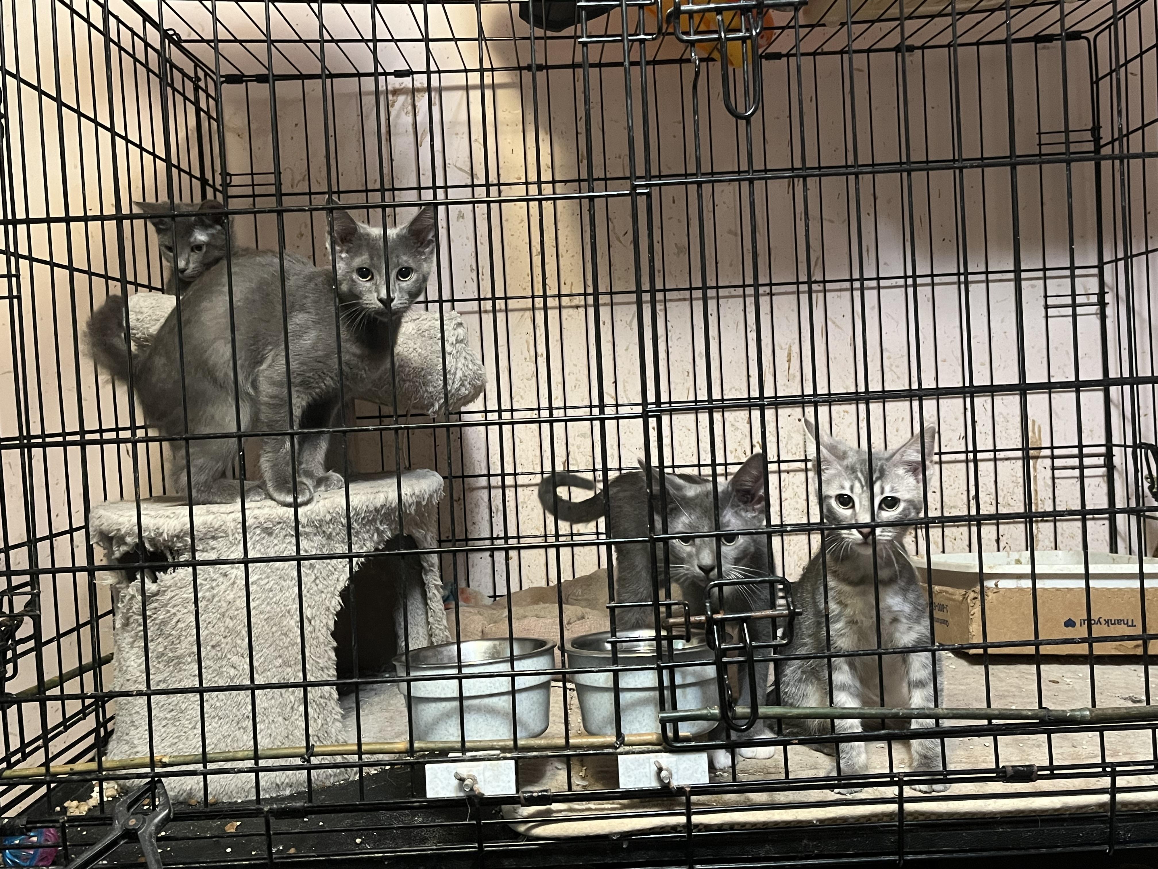 Enlarge lots of kittens, a Adoptable Domestic Short Hair in Mount Airy, MD image 3/5