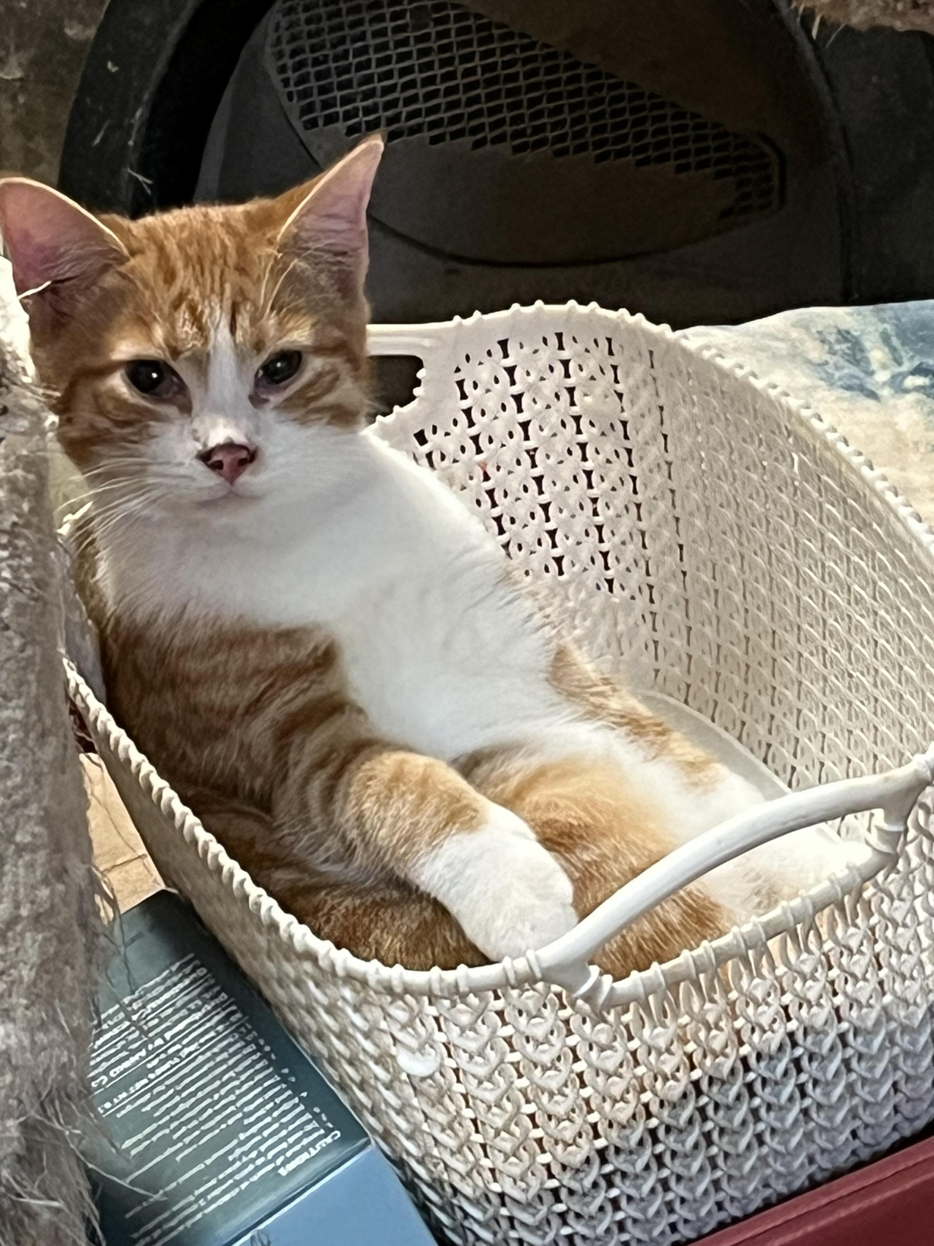 Enlarge lots of kittens, a Adoptable Domestic Short Hair in Mount Airy, MD image 4/5