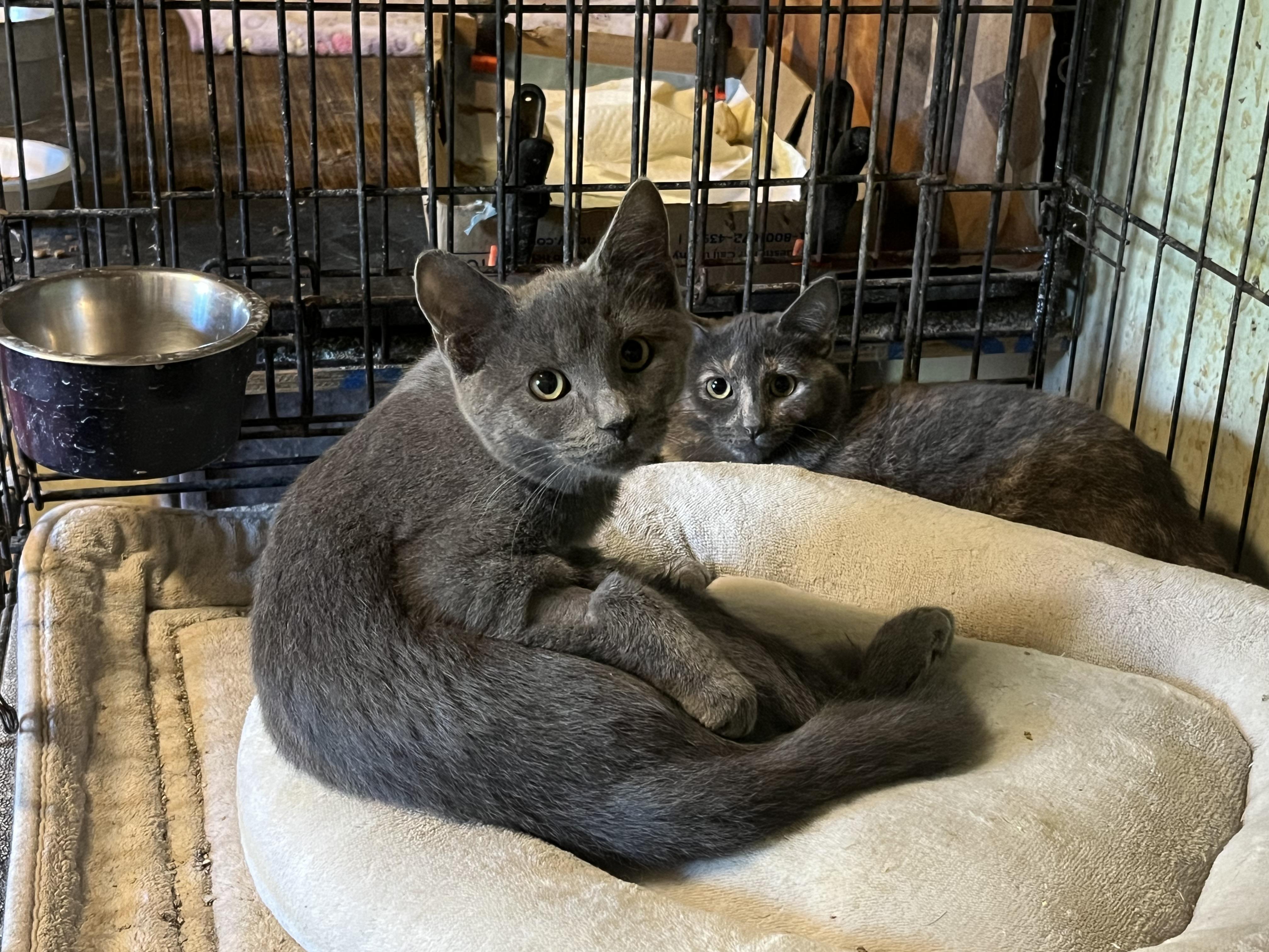 Enlarge lots of kittens, a Adoptable Domestic Short Hair in Mount Airy, MD image 5/5
