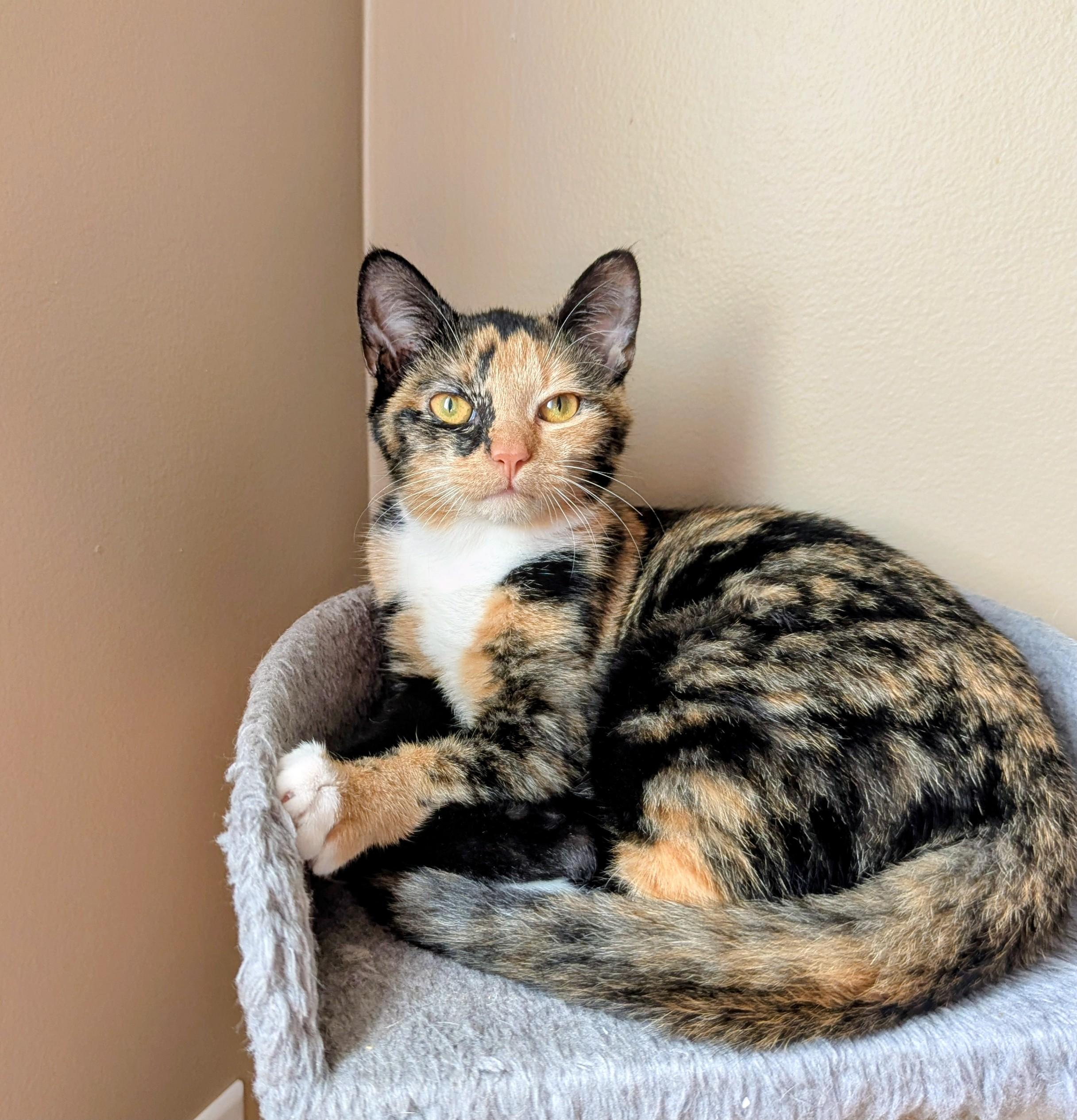 Enlarge Mei, a Adoptable Domestic Short Hair in Raeford, NC image 6/6