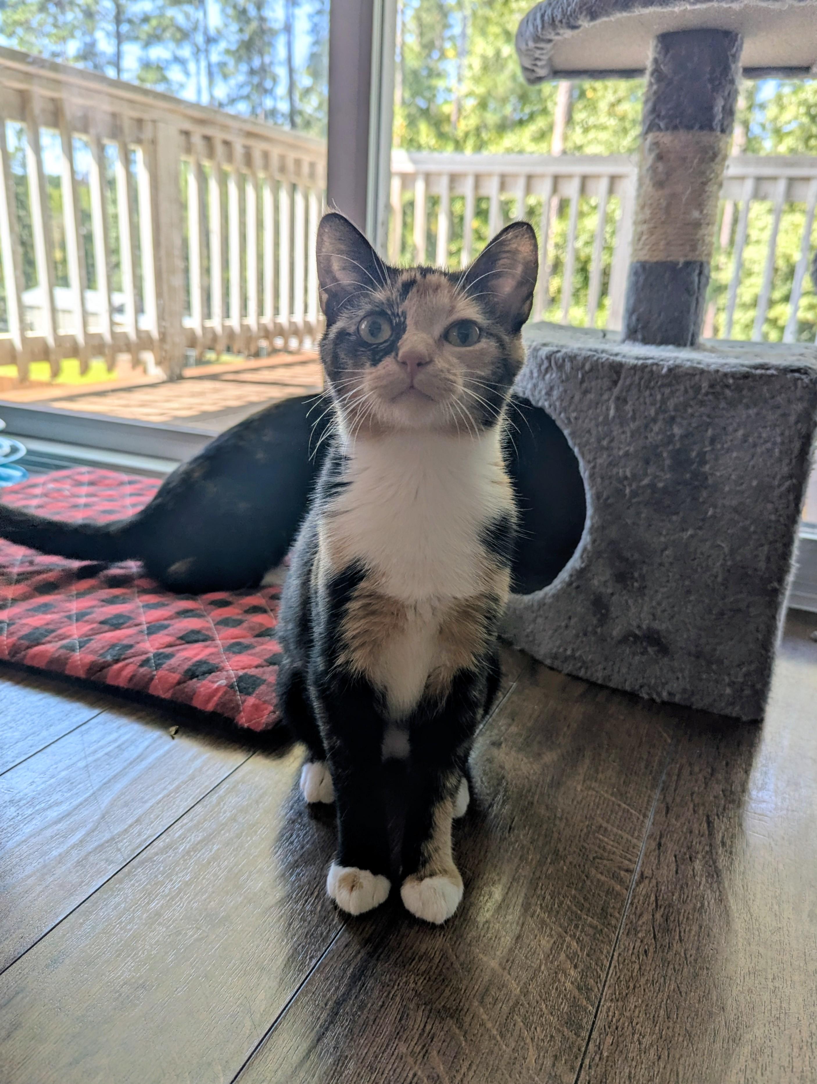 Enlarge Mei, a Adoptable Domestic Short Hair in Raeford, NC image 4/6