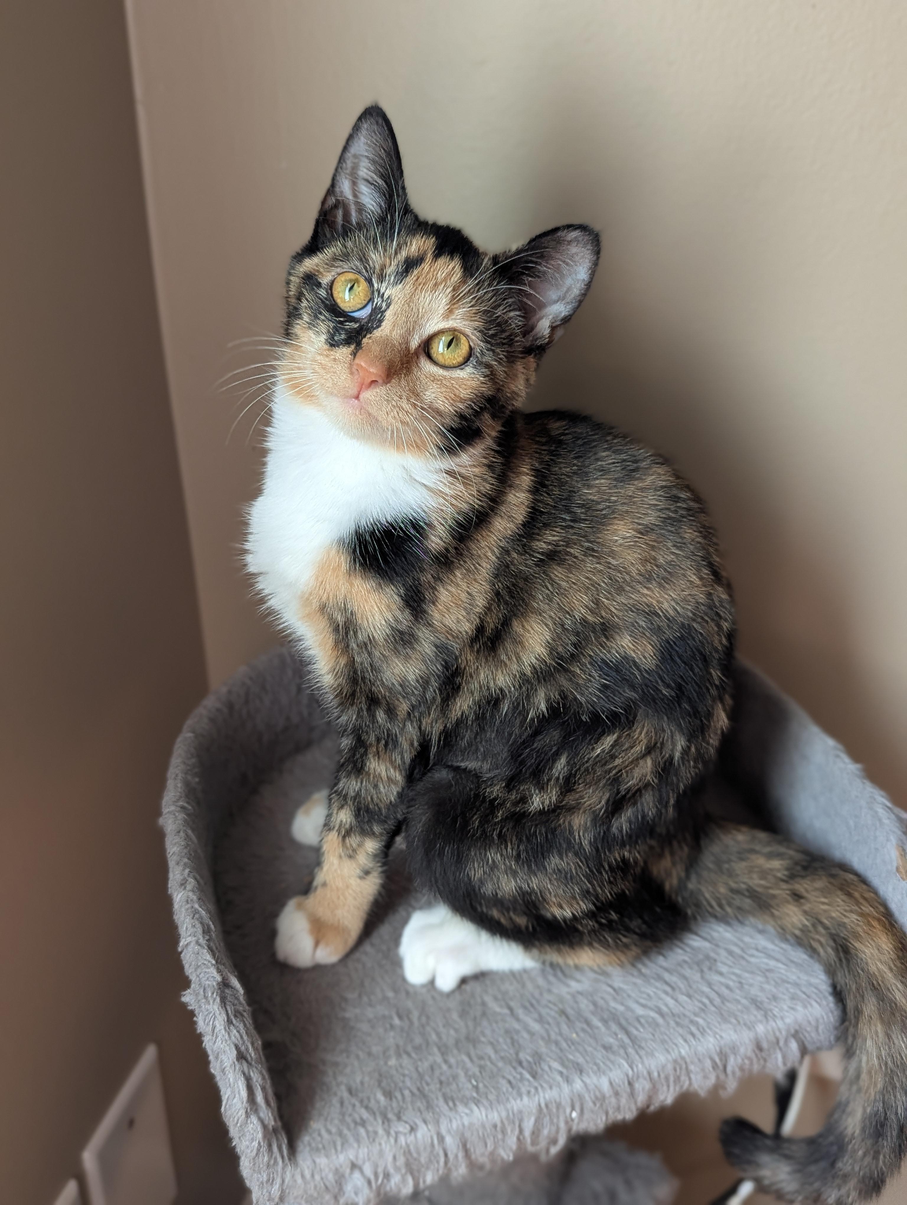 Enlarge Mei, a Adoptable Domestic Short Hair in Raeford, NC image 5/6