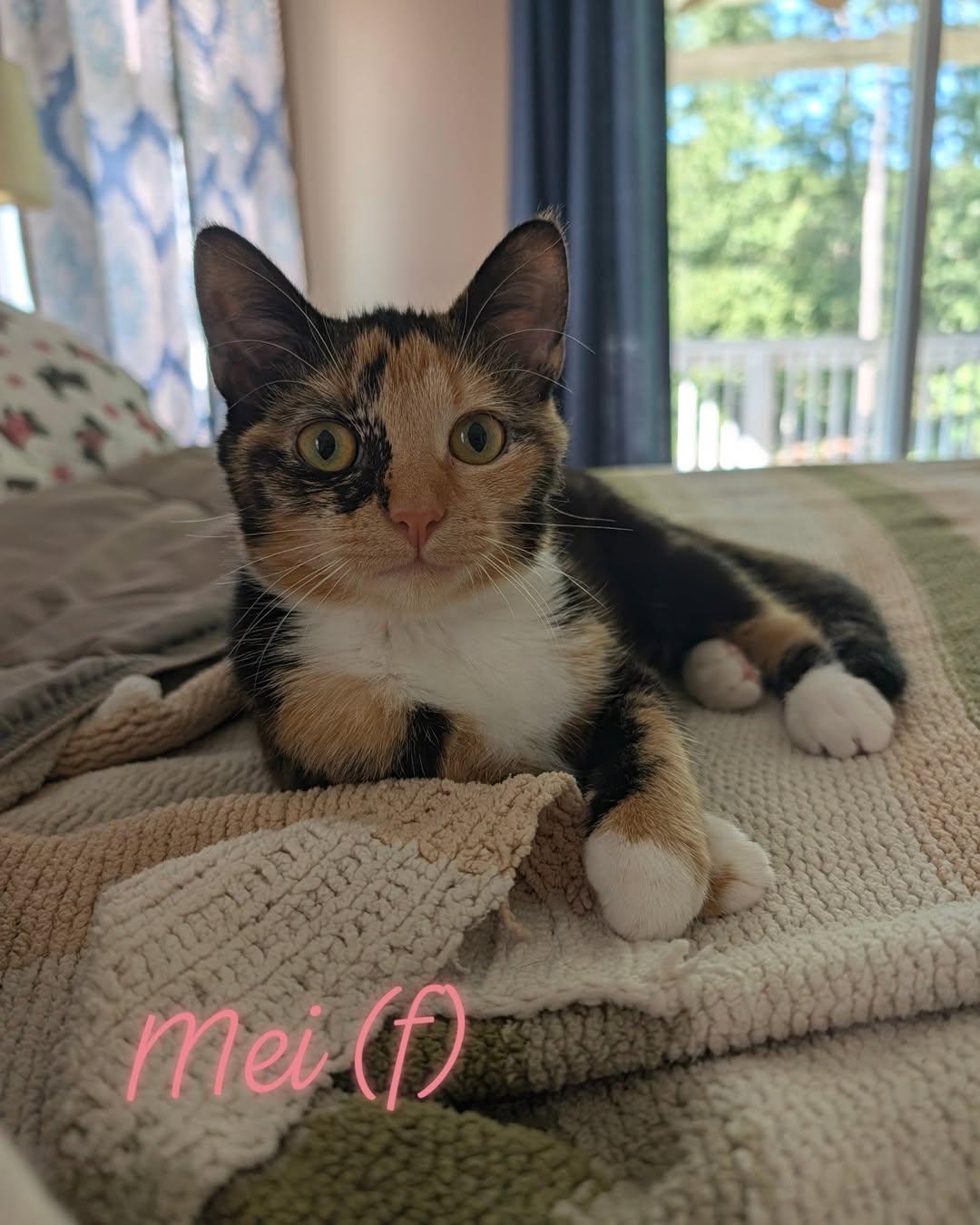 Mei, Adoptable, Kitten Female Domestic Short Hair.