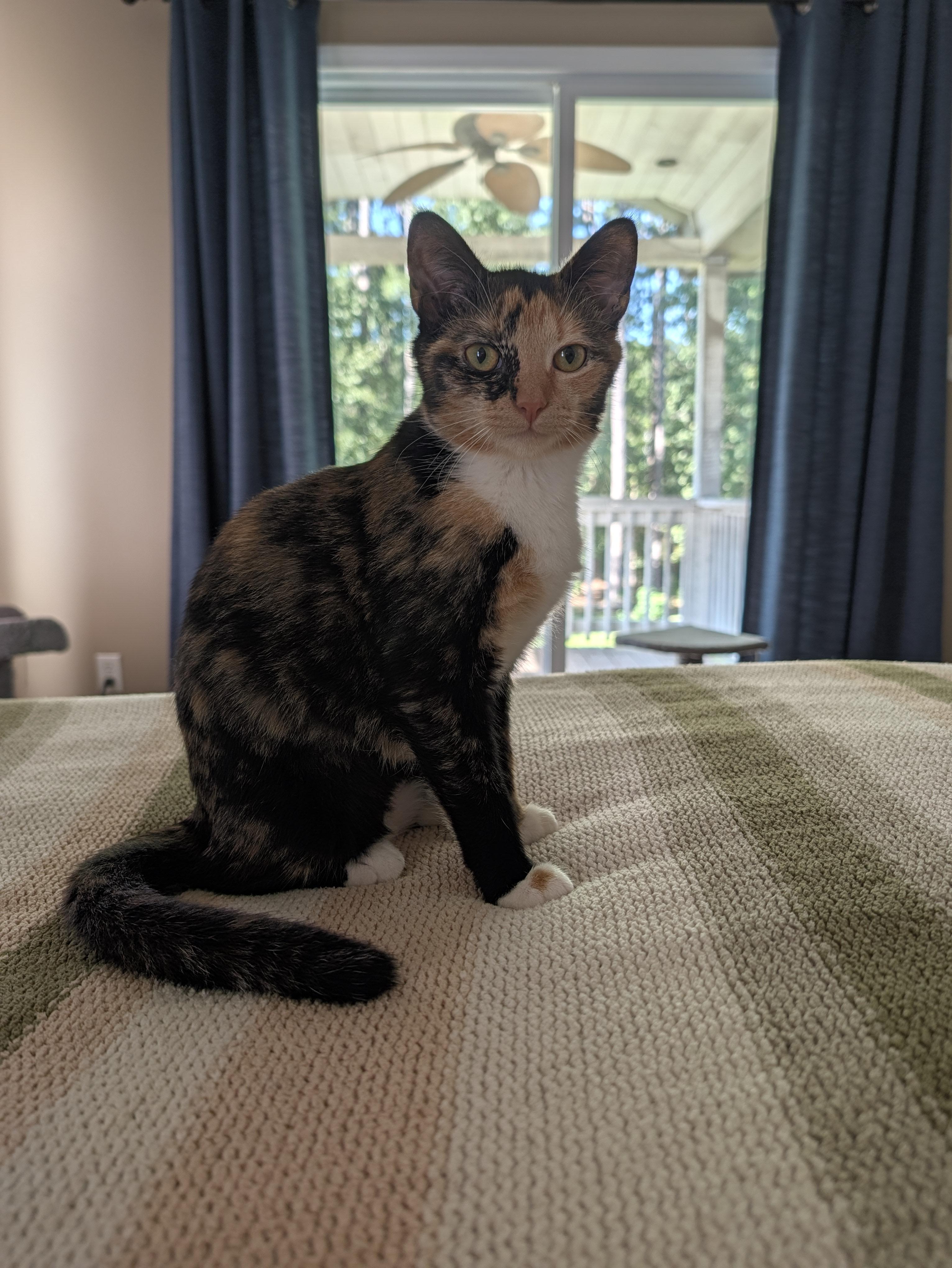 Enlarge Mei, a Adoptable Domestic Short Hair in Raeford, NC image 2/6
