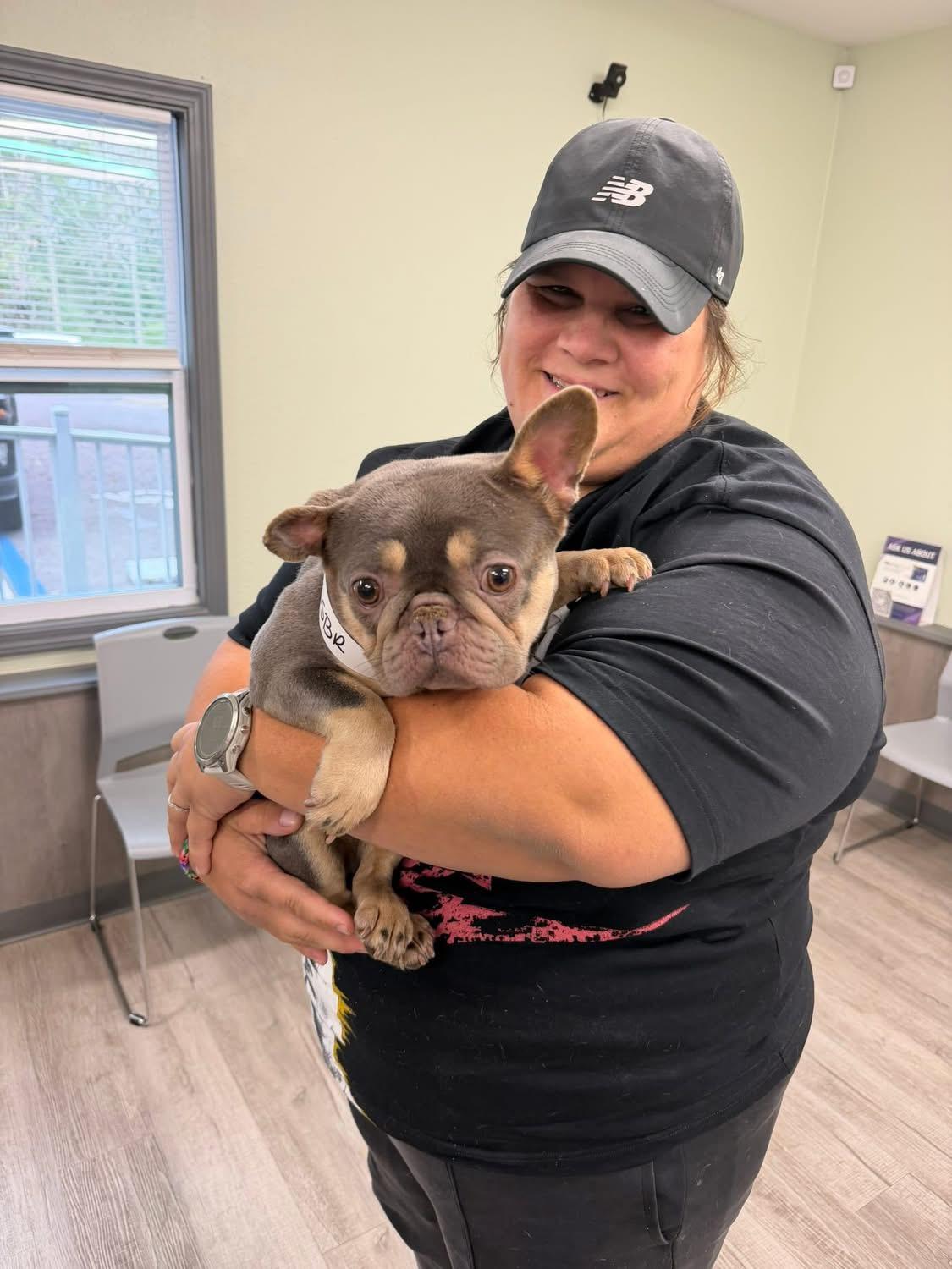 Misha baby, adopted, Young Female French Bulldog.