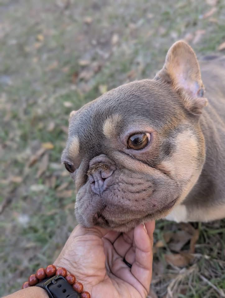 Misha baby, an adopted French Bulldog in Lutz, FL image 3/3