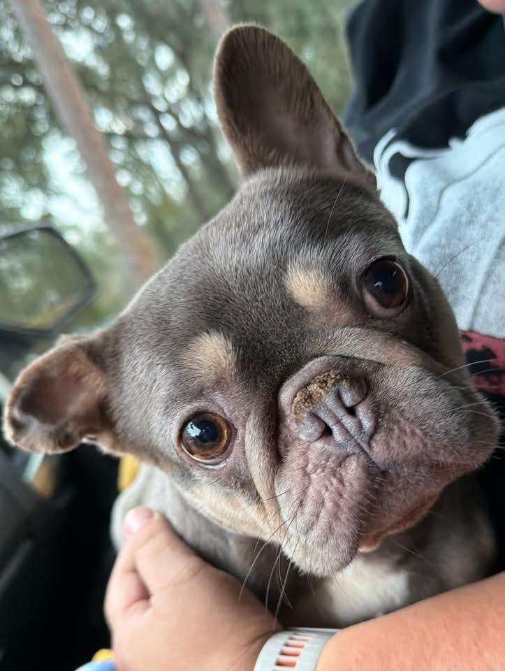 Misha baby, an adopted French Bulldog in Lutz, FL image 2/3