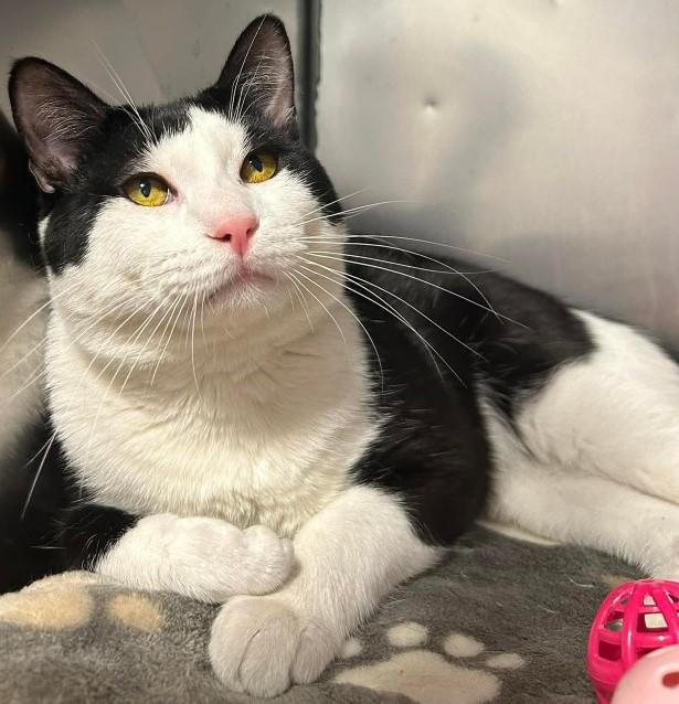 McSteamy, an adopted Domestic Short Hair in East Northport, NY image 2/2