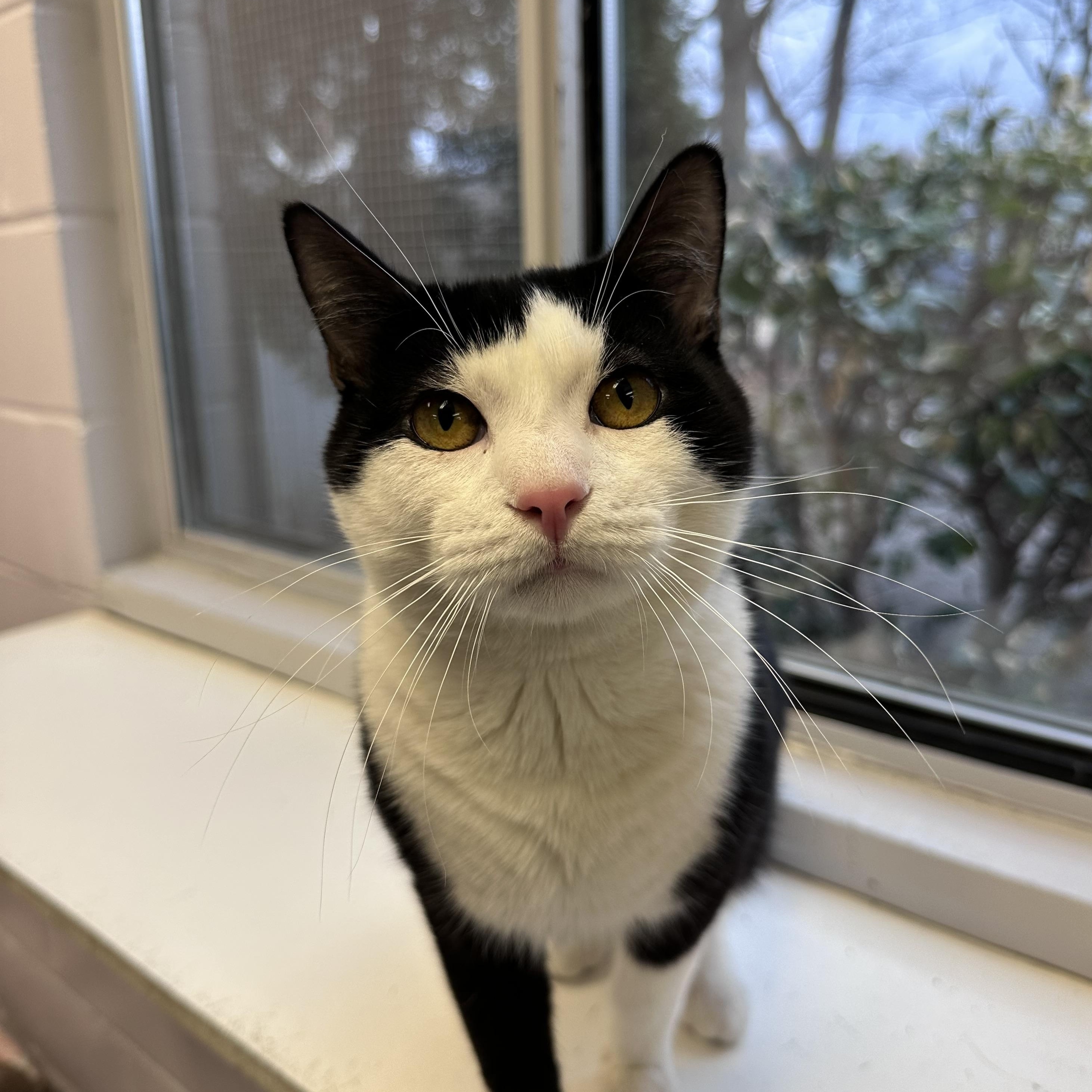 McSteamy, adopted, Young Male Domestic Short Hair.