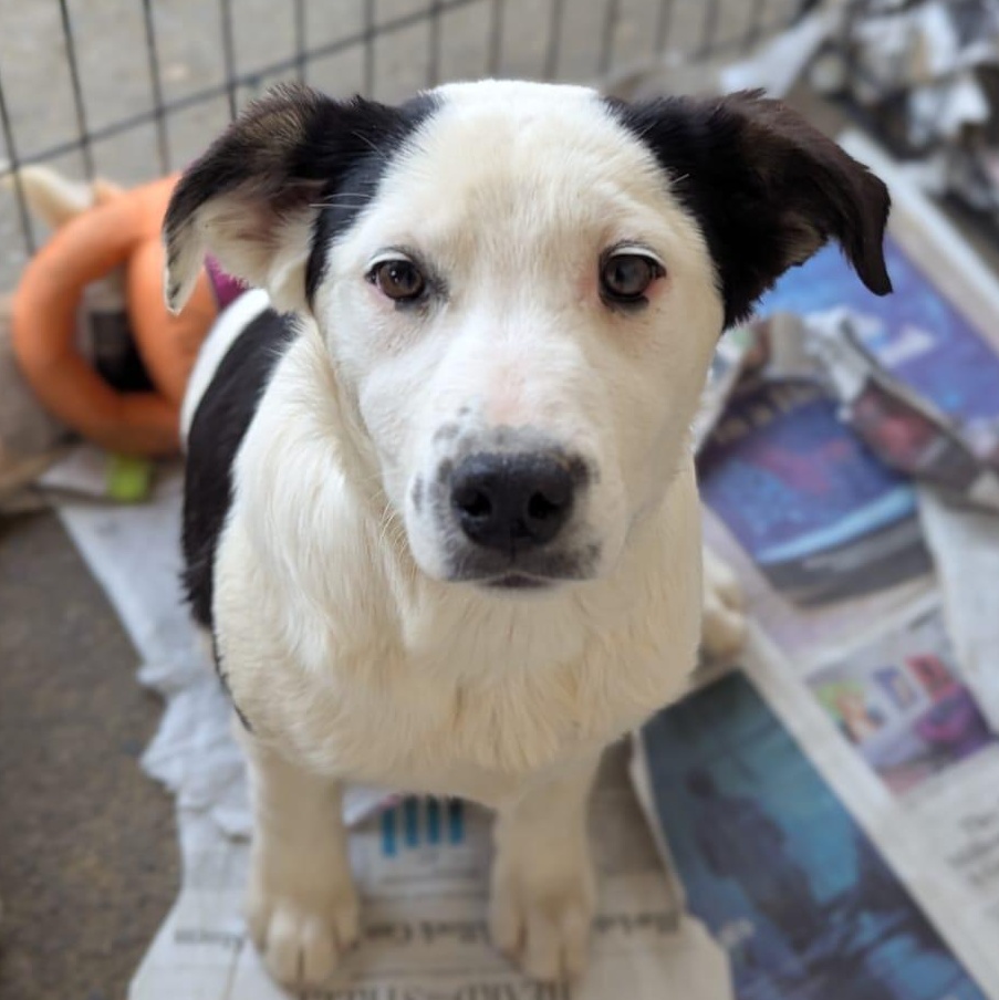Jane, Adoptable, Young Female Australian Shepherd & Pit Bull Terrier.