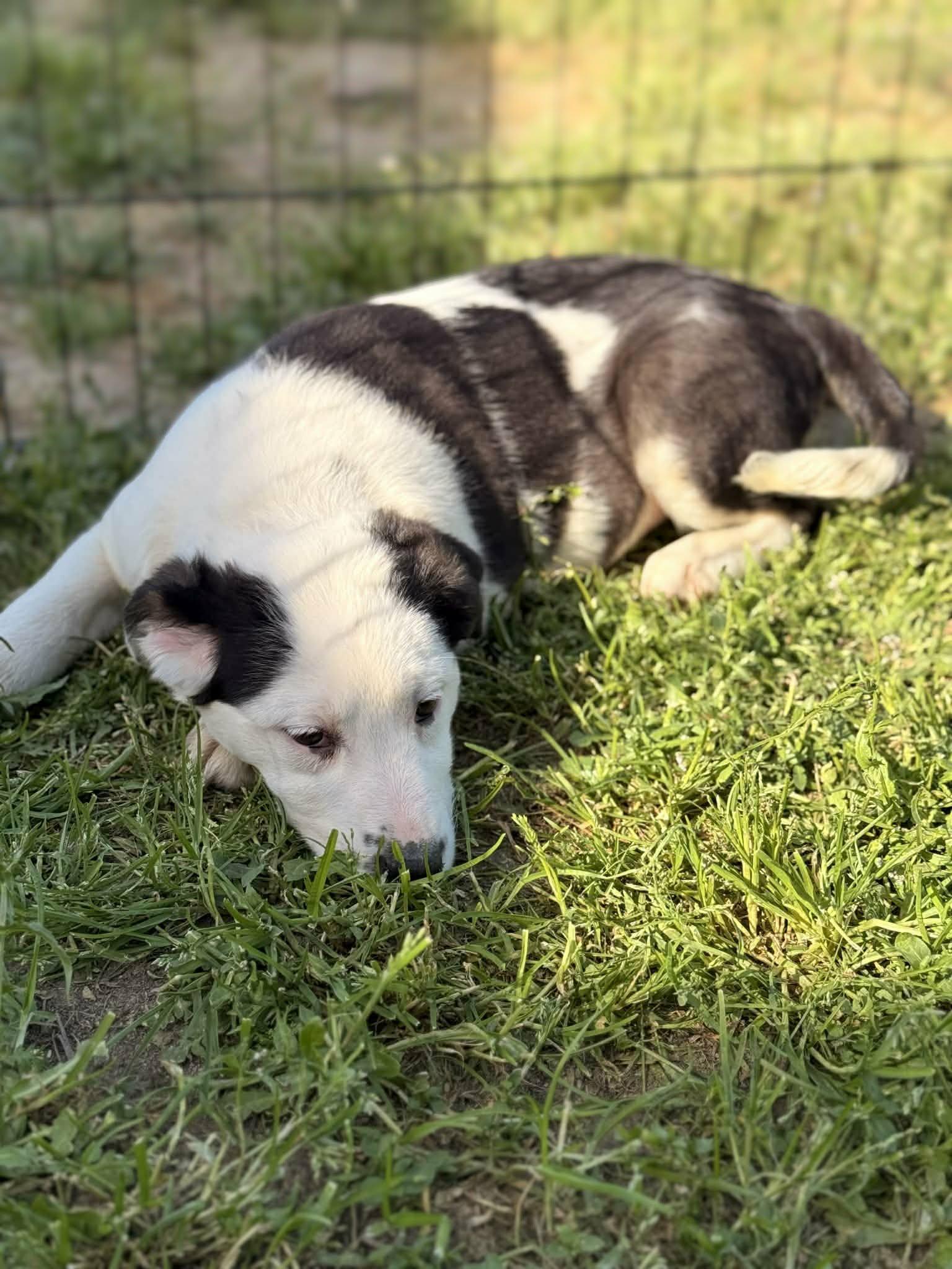 Enlarge Jane, a Adoptable mixed breed in San Jose, CA image 2/2