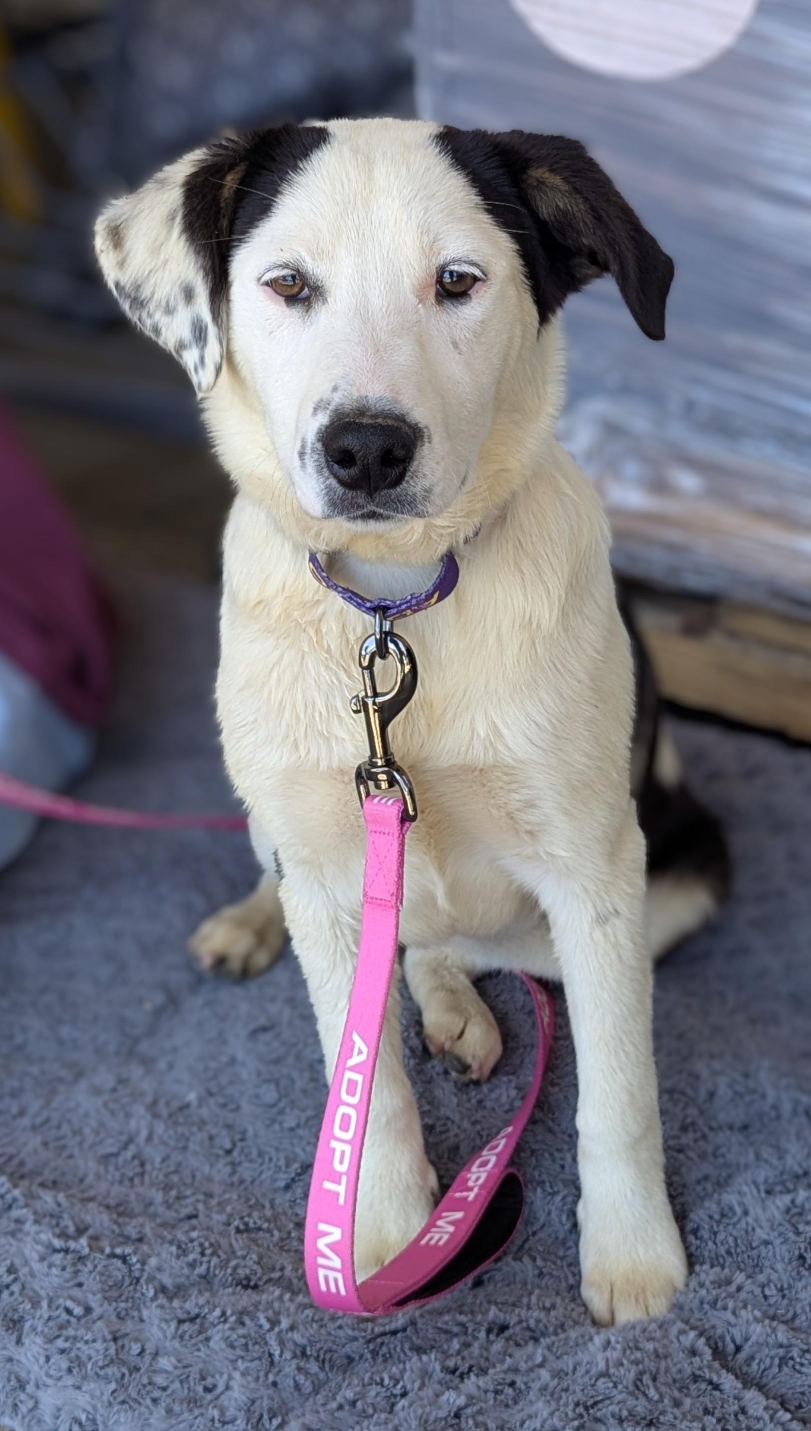 Jane, a Adoptable mixed breed in San Jose, CA image 1/3