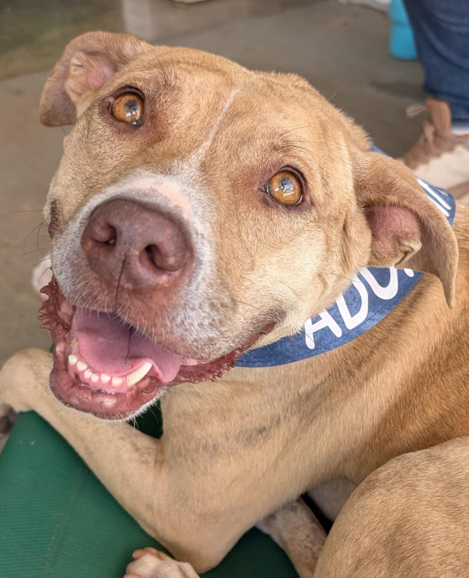 Cece, an adoptable American Staffordshire Terrier in Landrum, SC, 29356 | Photo Image 1