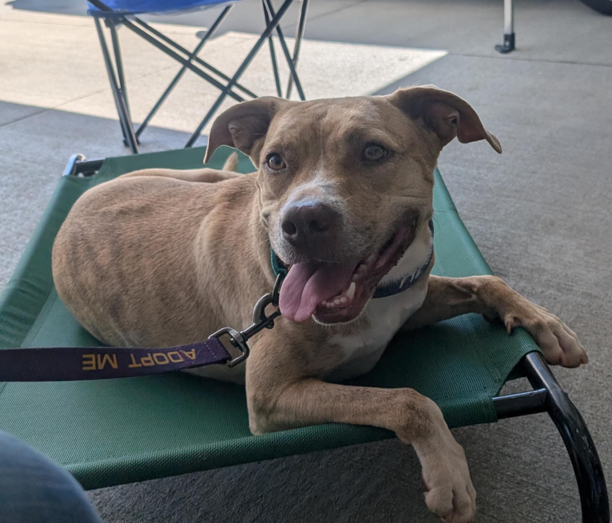 Enlarge Cece, a Adoptable mixed breed in Landrum, SC image 5/6