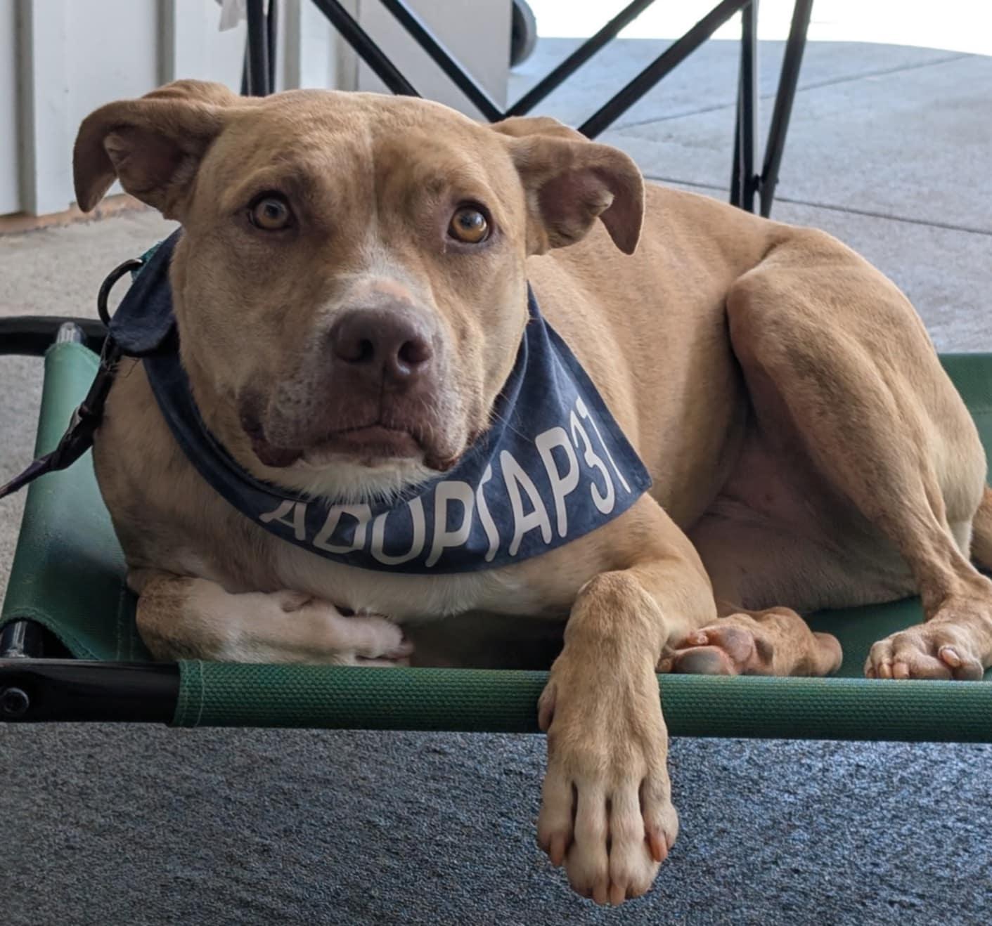 Enlarge Cece, a Adoptable mixed breed in Landrum, SC image 6/6