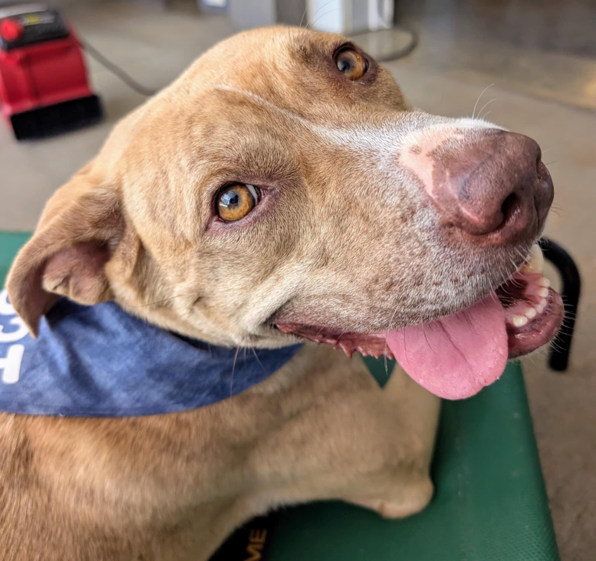 Enlarge Cece, a Adoptable mixed breed in Landrum, SC image 3/6