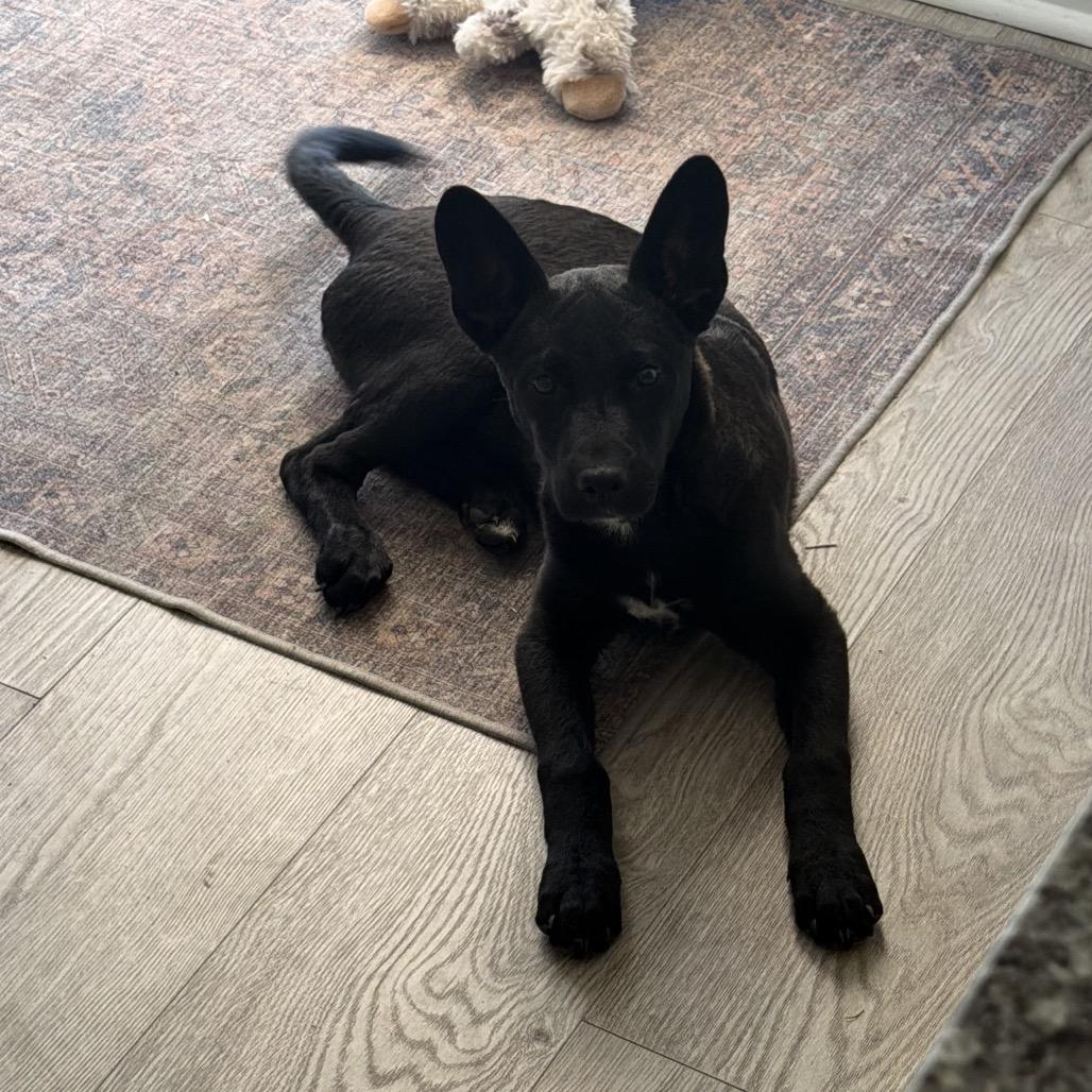 Pearl, Adoptable, Puppy Female German Shepherd Dog & Mixed Breed.