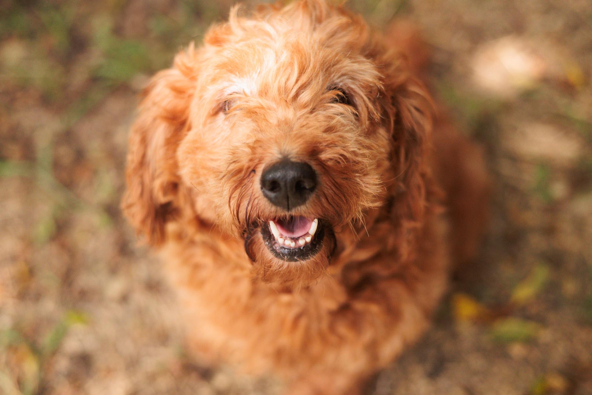 Cecily, an adoptable Goldendoodle in Gradyville, KY, 42742 | Photo Image 5