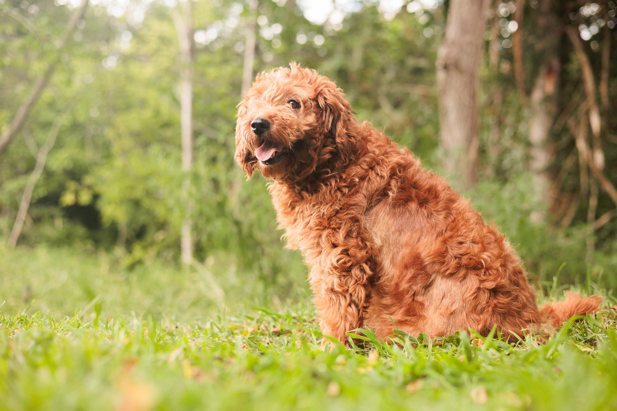 Cecily, an adoptable Goldendoodle in Gradyville, KY, 42742 | Photo Image 4
