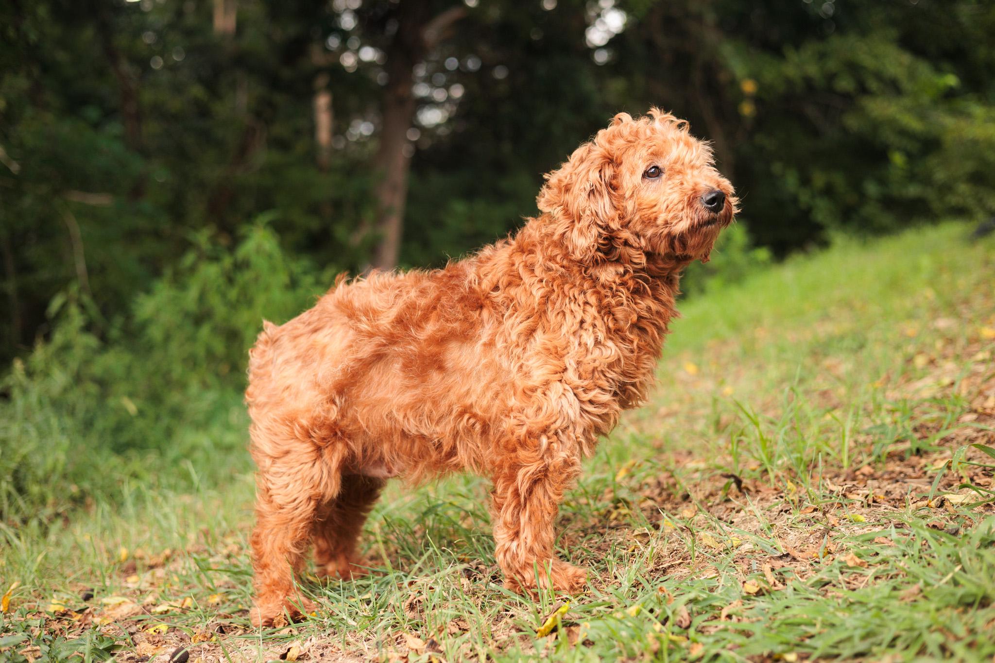 Cecily, an adoptable Goldendoodle in Gradyville, KY, 42742 | Photo Image 2