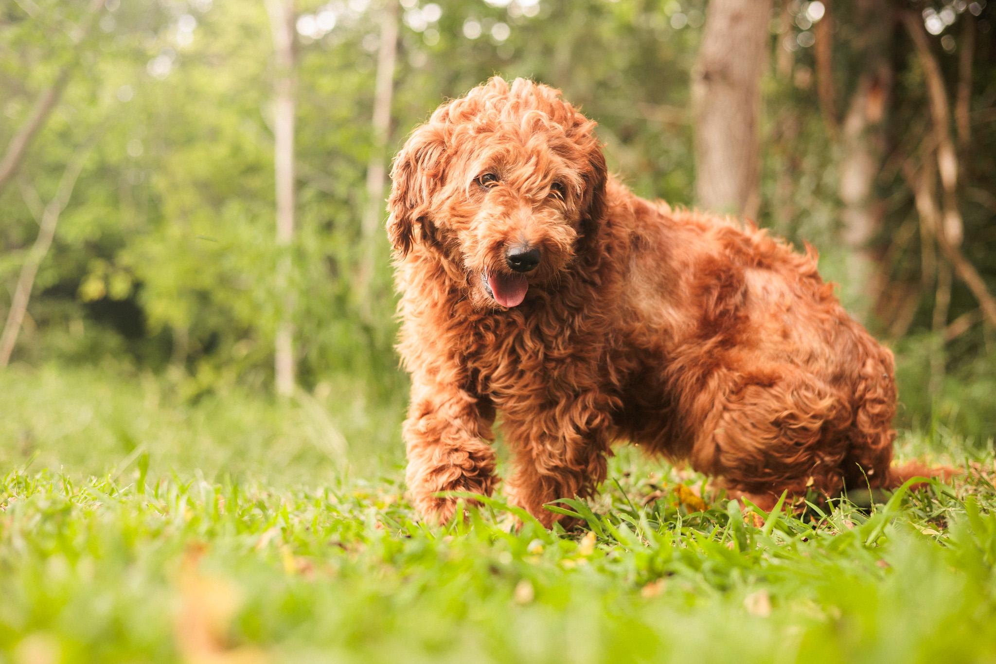 Cecily, an adoptable Goldendoodle in Gradyville, KY, 42742 | Photo Image 3