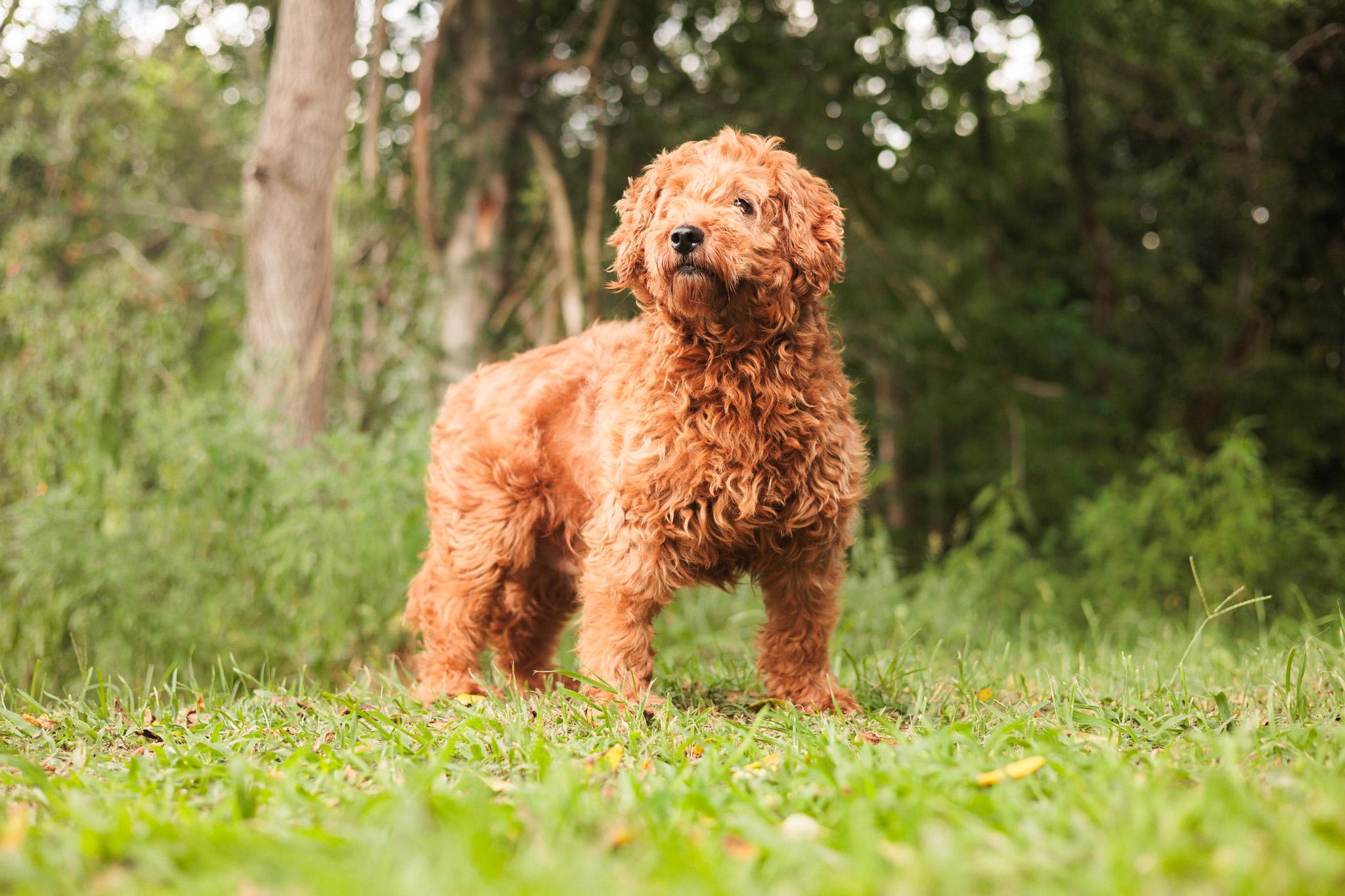 Cecily, an adoptable Goldendoodle in Gradyville, KY, 42742 | Photo Image 1