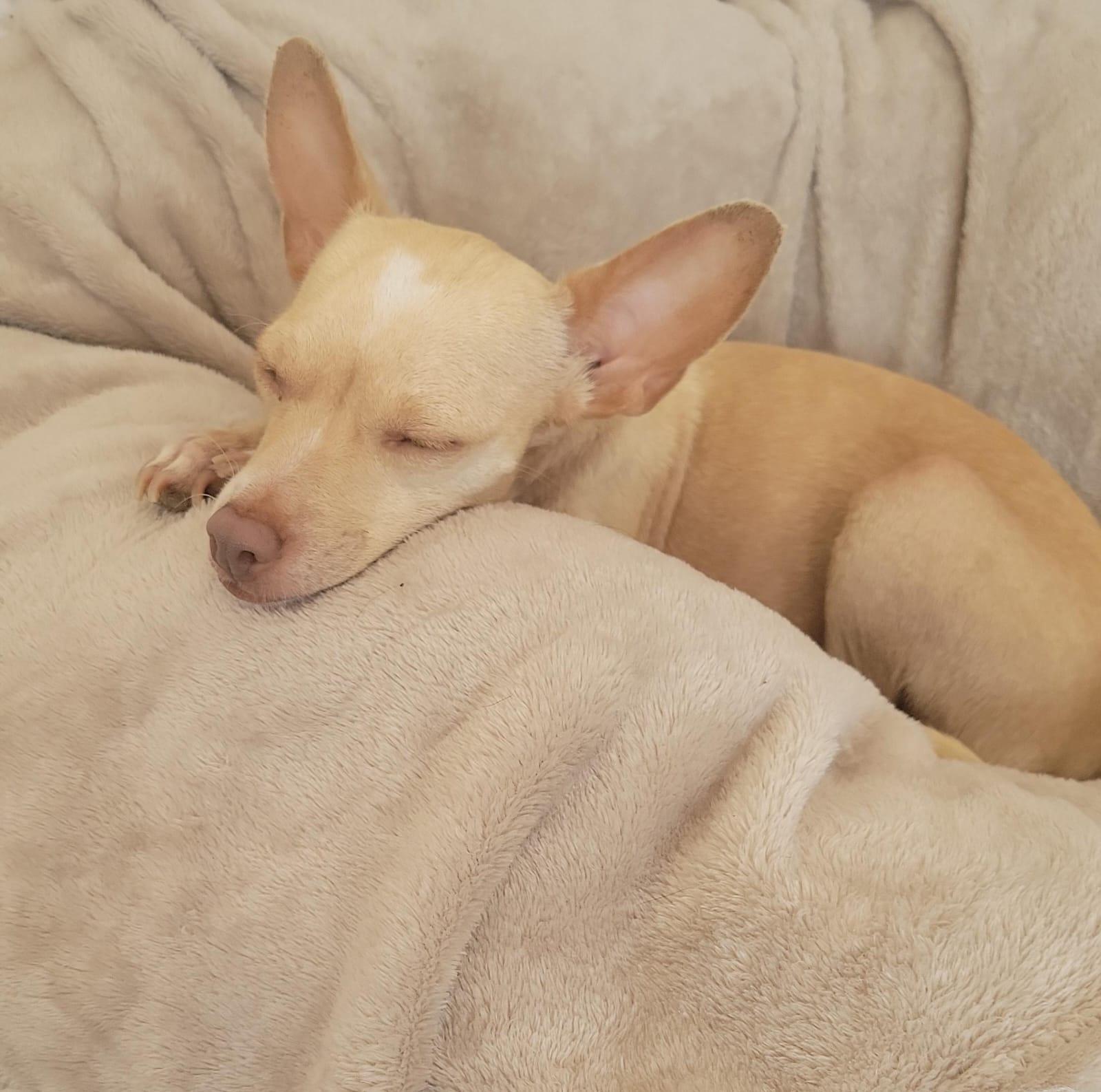 Bianca, a Adoptable mixed breed in Sherwood, OR image 5/10