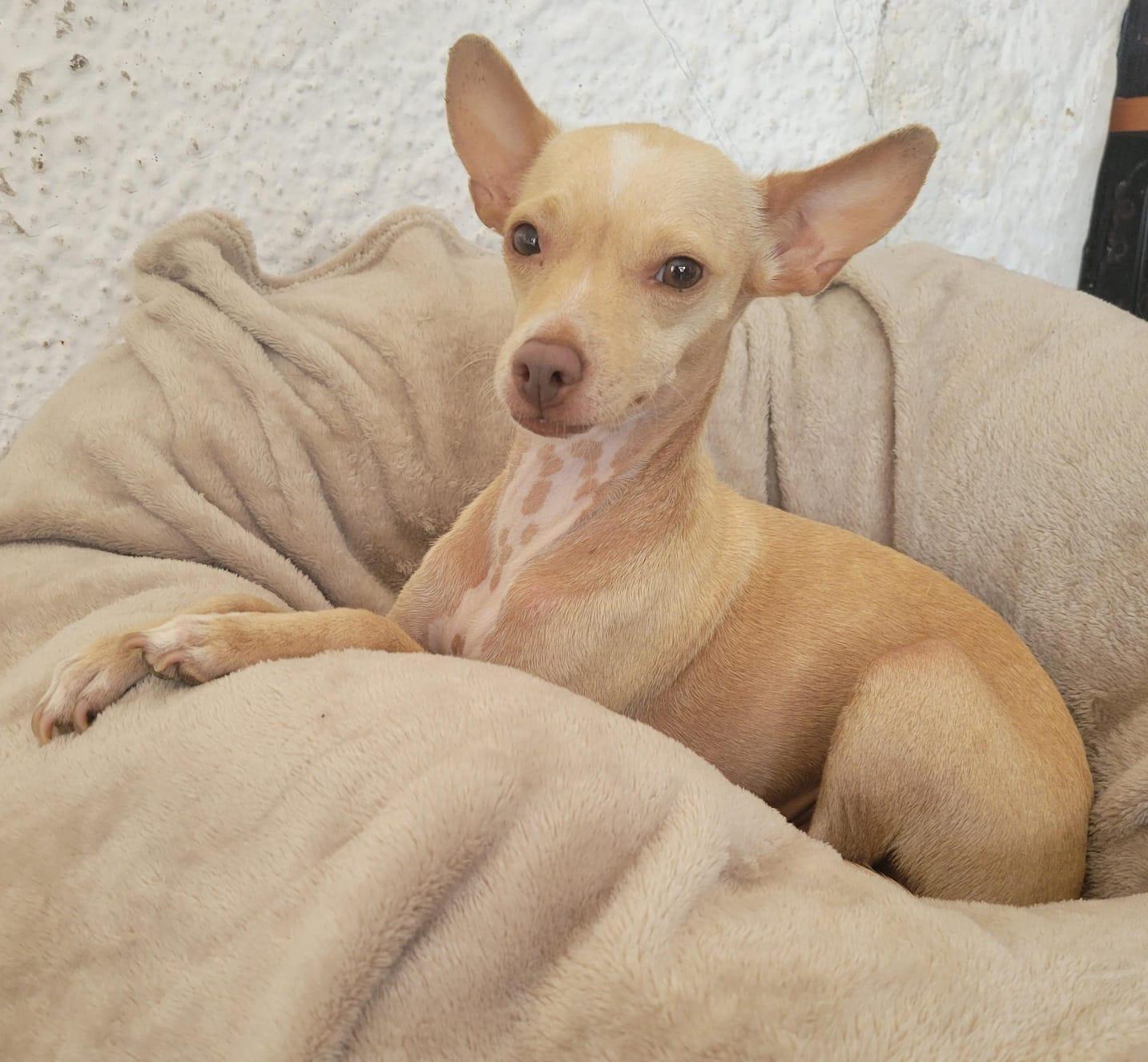 Enlarge Bianca, a Adoptable mixed breed in Sherwood, OR image 8/10