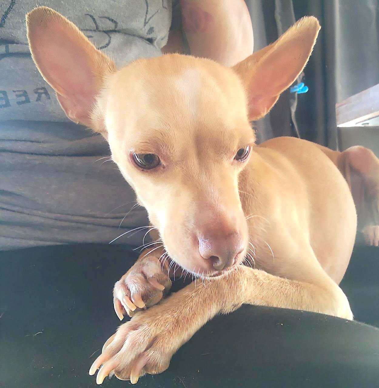 Bianca, a Adoptable mixed breed in Sherwood, OR image 6/10