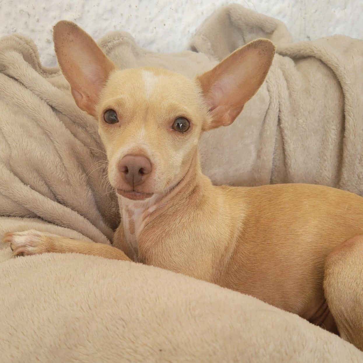 Bianca, a Adoptable mixed breed in Sherwood, OR image 1/10