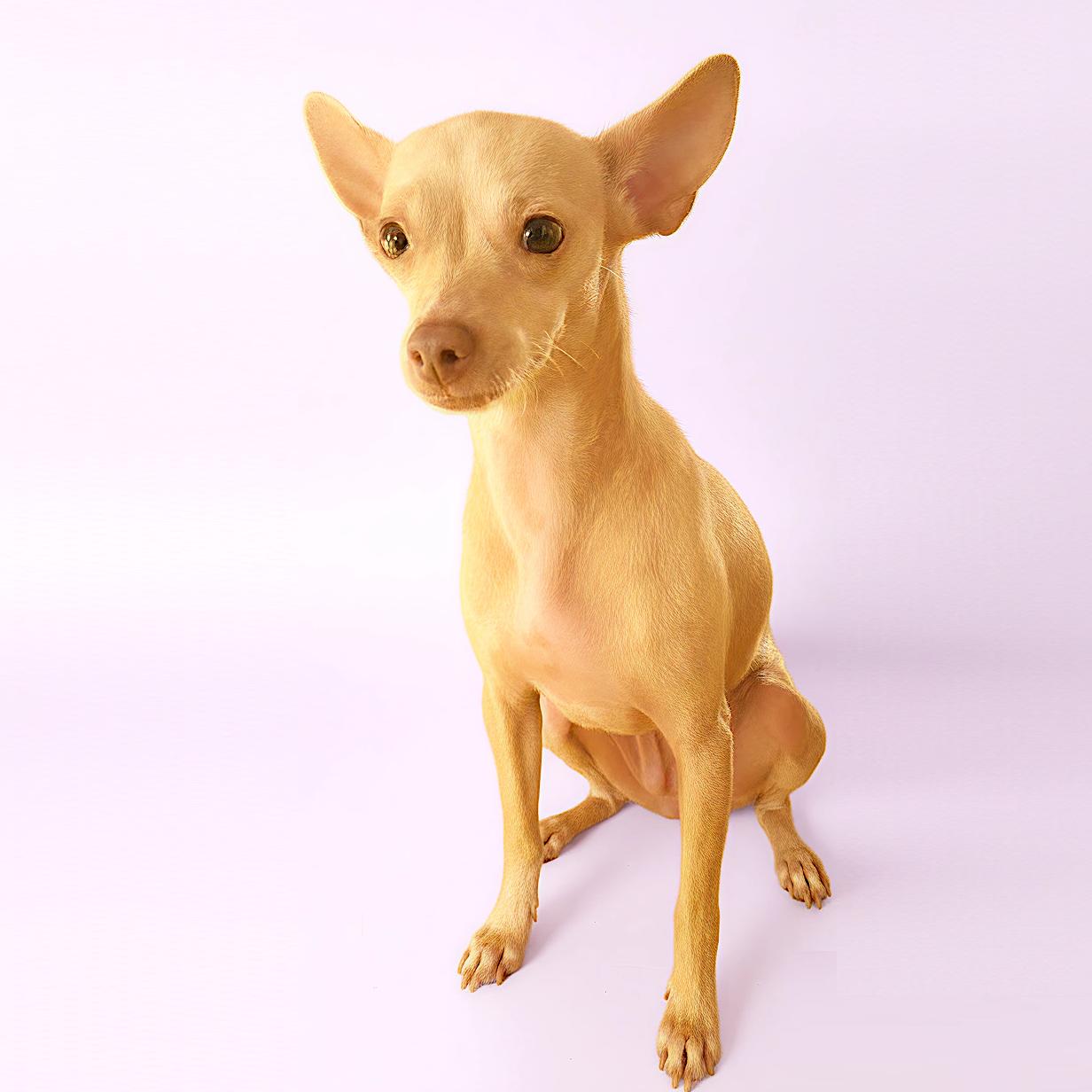 Bianca, Adoptable, Adult Female Chihuahua.