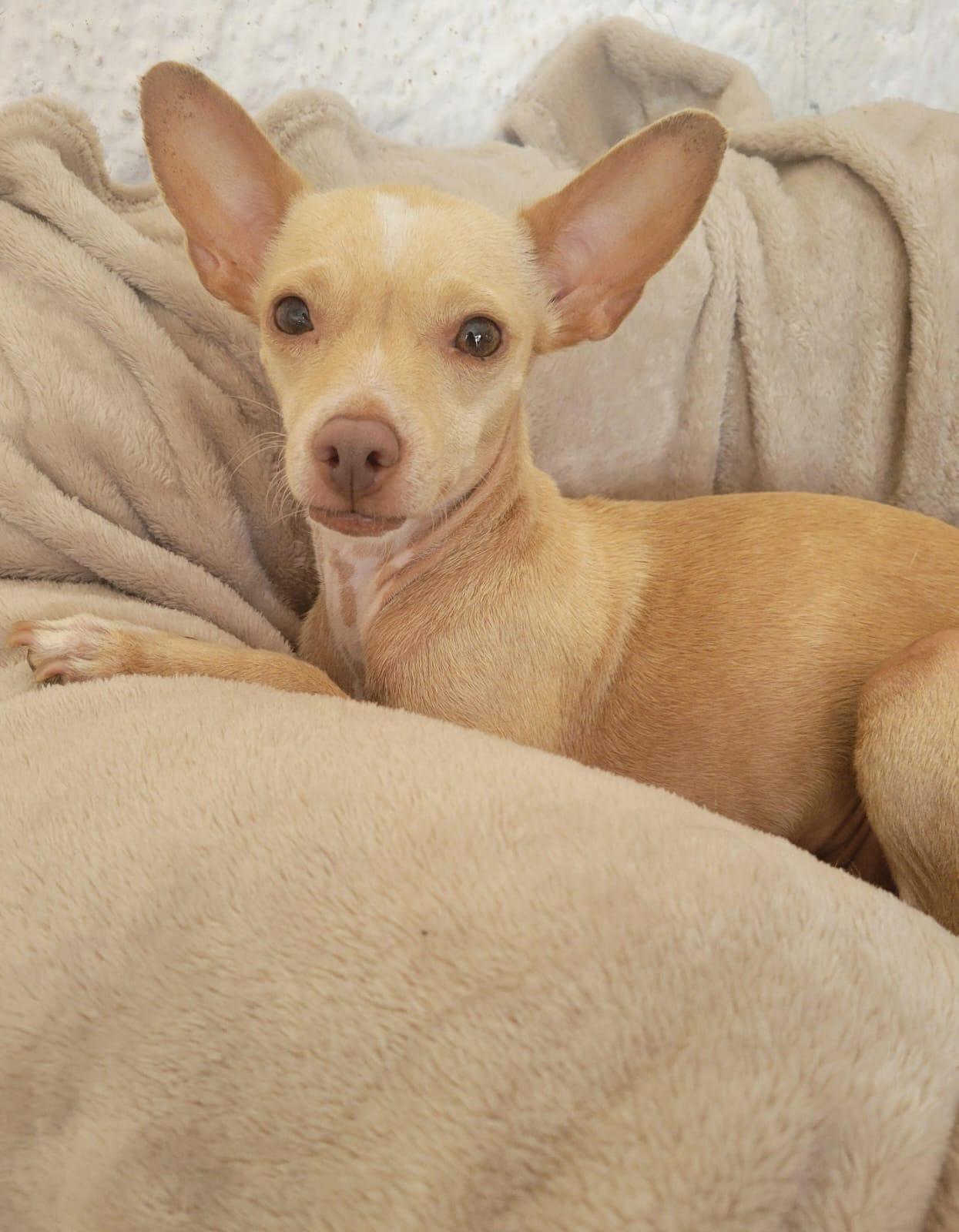 Bianca, a Adoptable mixed breed in Sherwood, OR image 2/10