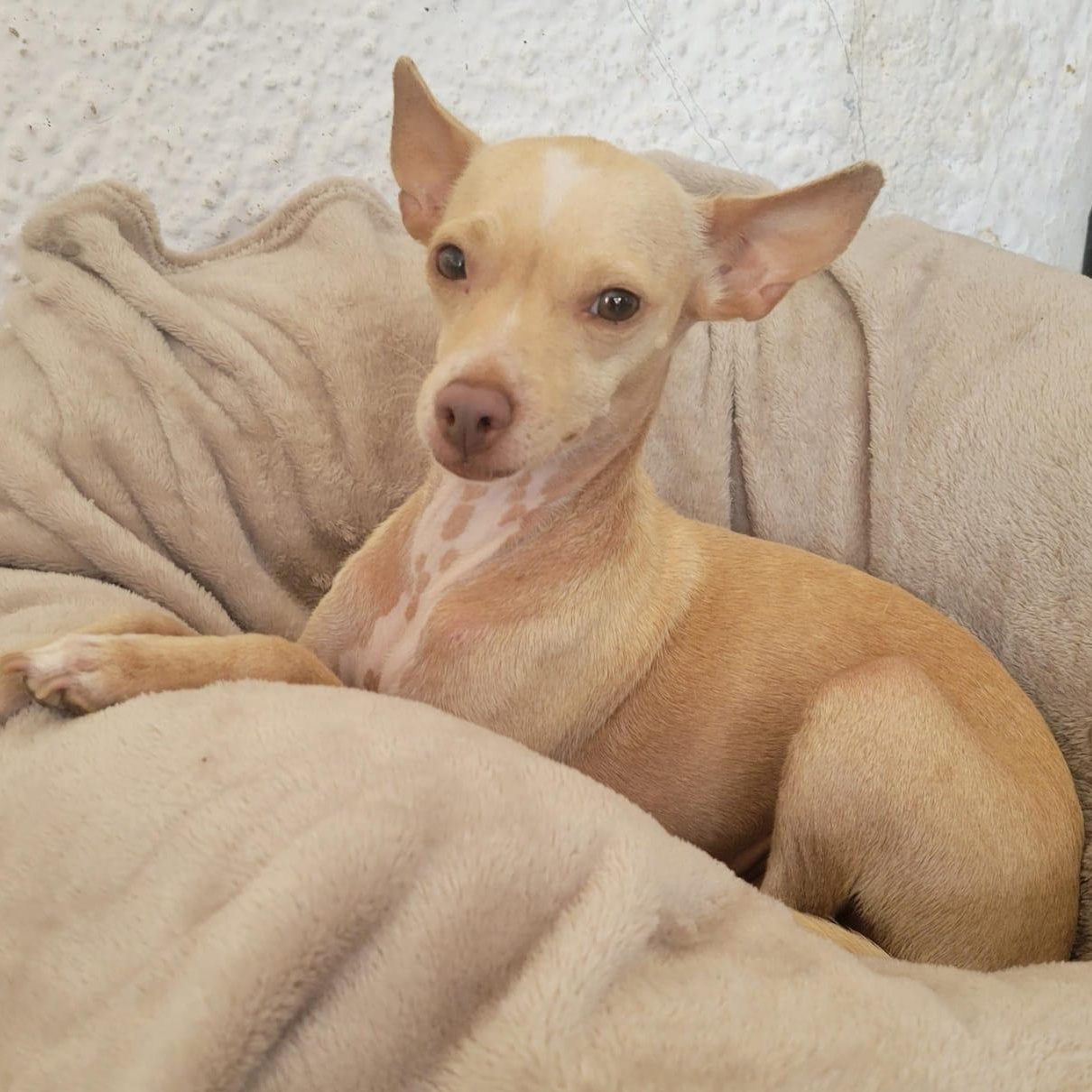 Enlarge Bianca, a Adoptable mixed breed in Sherwood, OR image 10/10