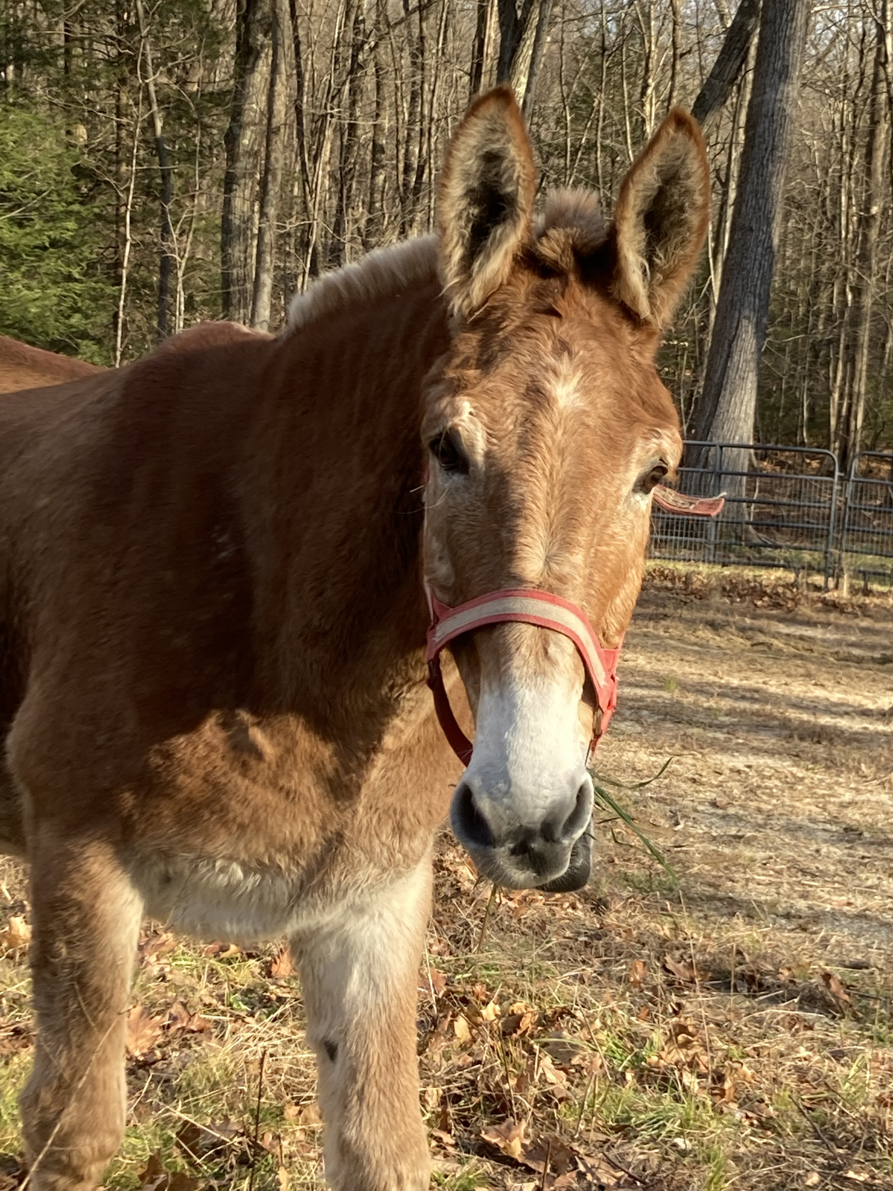 Enlarge Clifford the Big Red Dog, a Adoptable Mule in East Hartland, CT image 1/4
