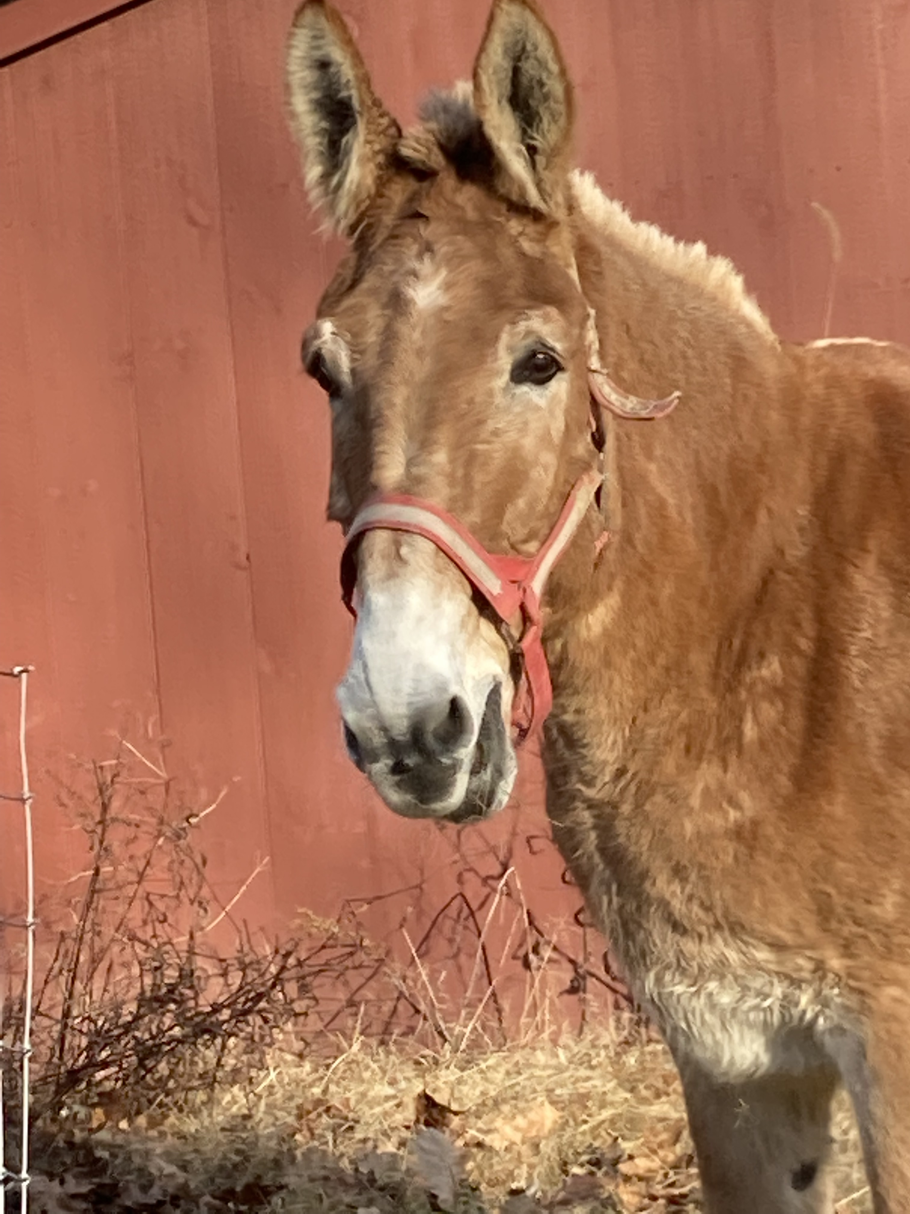 Enlarge Clifford the Big Red Dog, a Adoptable Mule in East Hartland, CT image 2/4