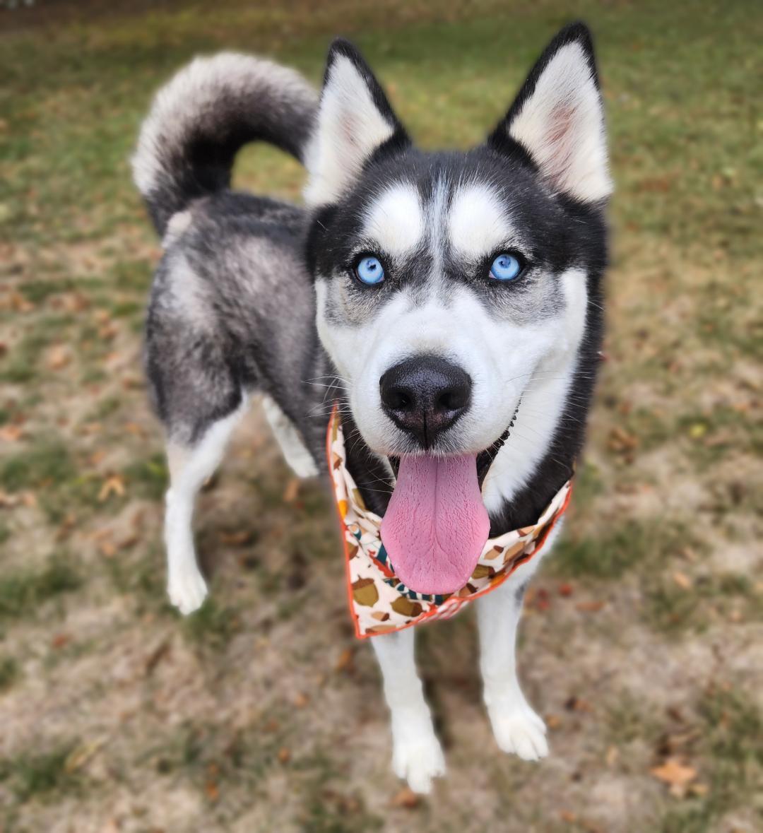 Magni, a Adoptable Husky in Phenix City, AL image 1/3