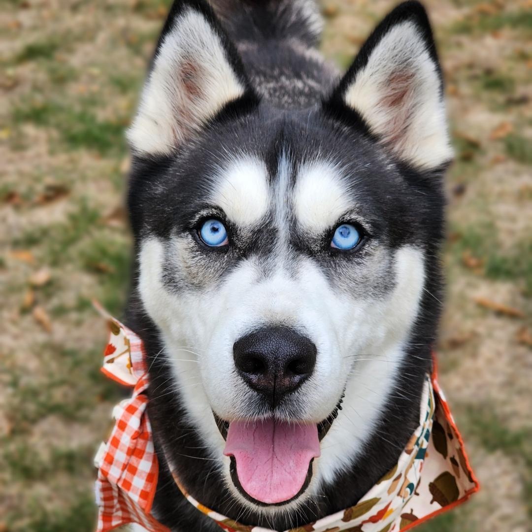 Magni, a Adoptable Husky in Phenix City, AL image 2/3