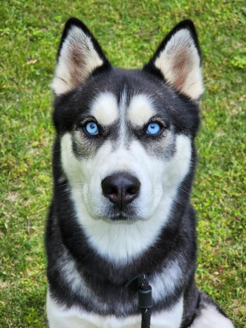 Magni, a Adoptable Husky in Phenix City, AL image 3/3
