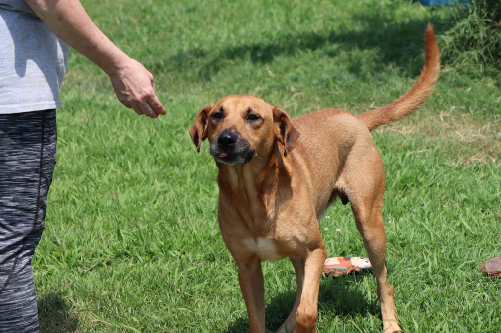 Enlarge Brando, a Adoptable Mixed Breed in Jonesboro, AR image 1/5